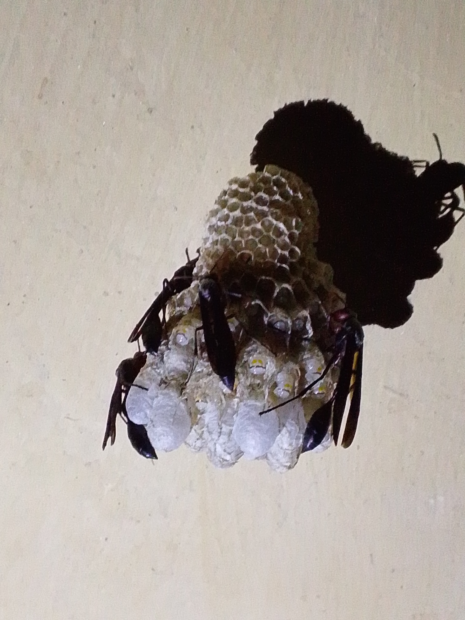 A wasp nest, constructed of hexagonal cells, is affixed to a light-colored, textured wall. Several wasps are visible on and around the nest. The nest casts a large, dark shadow on the wall. The image appears to be taken at close range, focusing on the nest and its inhabitants. The scene is domestic, as would be typical for a home or dwelling. No people or other living beings are present. The environment is indoors, as suggested by the wall surface and lighting conditions. The photograph does not provide any specific location within Serti, Nigeria, but rather a close-up view of a natural occurrence within a built environment.