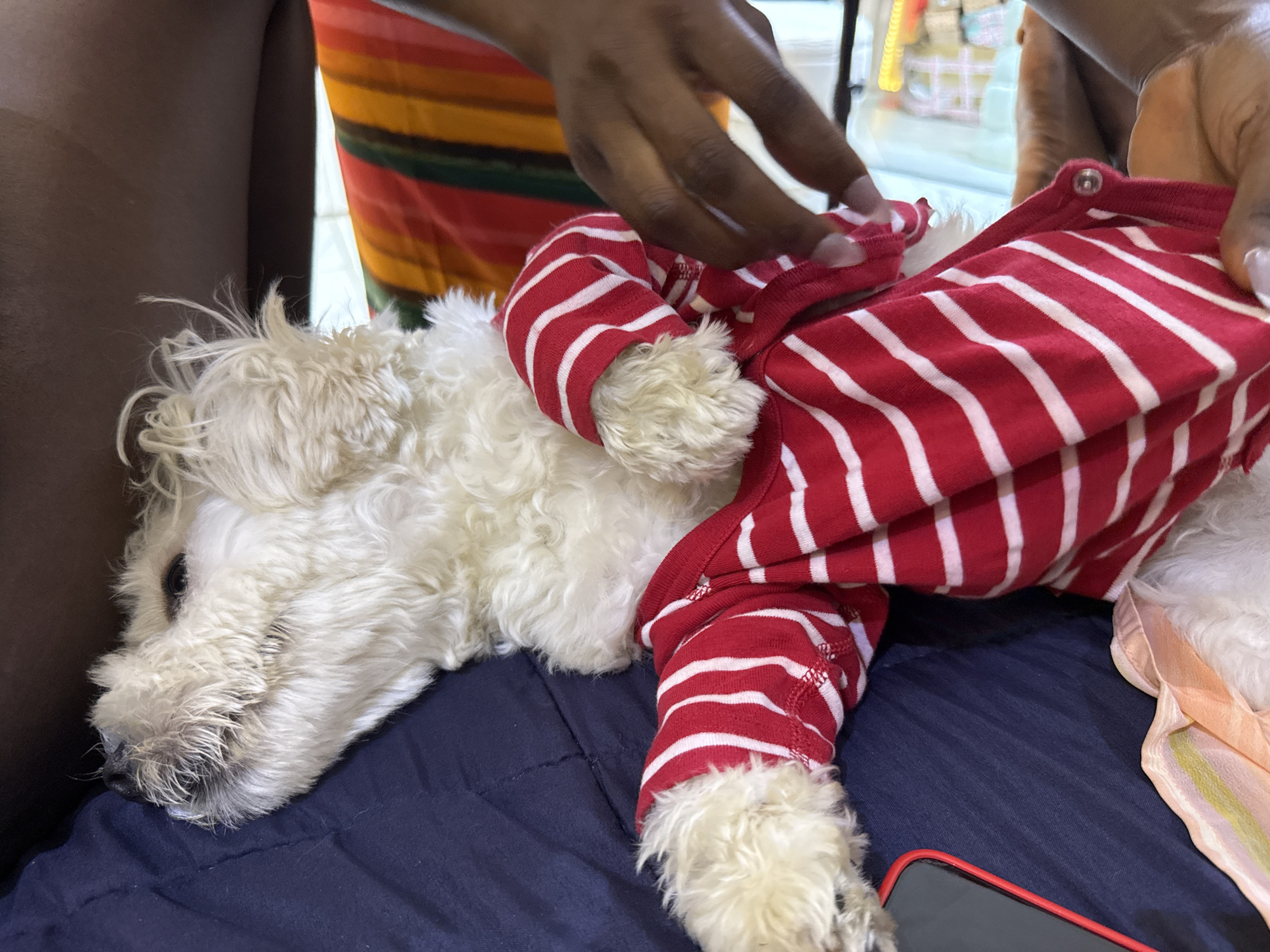 A white, fluffy dog with curly fur is lying on a dark blue surface, possibly a bed or couch. It is wearing a red and white striped onesie. A person with dark skin and light-colored nail polish is dressing the dog, with their hands visible near the dog's body and the onesie. Another person, partially visible, is wearing a colorful striped shirt with red, orange, yellow, and green stripes. The background is blurred, showing hints of shelves and possibly merchandise, suggesting an indoor environment. The scene appears to be in a residential setting in Abuja, Nigeria.