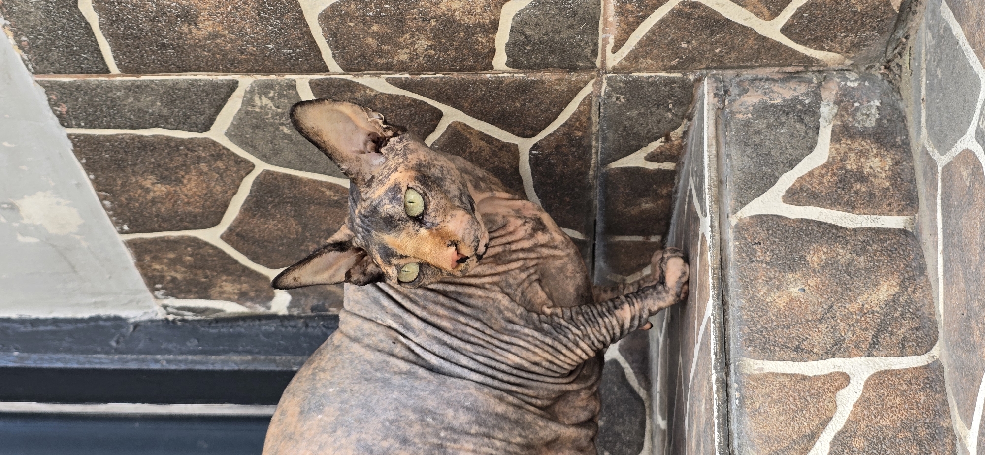 A Sphynx cat with grey and tan markings stands on stone steps. The cat's skin is wrinkled, and its large ears are pointed forward. The cat is looking to its right with bright green eyes. Behind the cat, a stone wall is visible with irregular brown and tan stones interspersed with white grout. The wall appears to be an exterior wall, possibly in a courtyard or outdoor living space. The steps are also made of stone with a similar pattern to the wall. The scene is lit by natural light, suggesting it is daytime. The setting appears to be an urban environment. This location could be in Baku, Azerbaijan, where stone facades and decorative stonework are common architectural features.