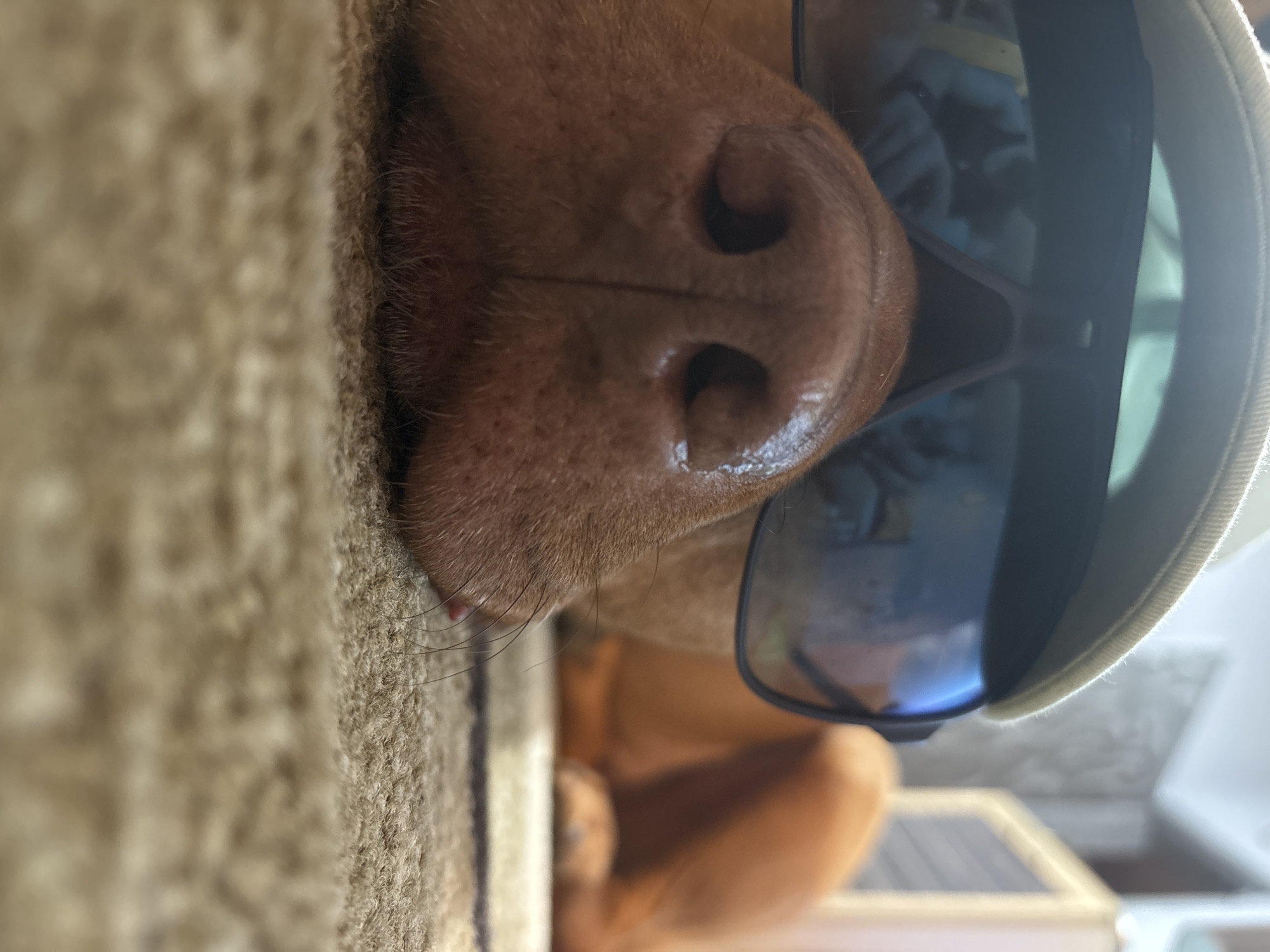 The close-up, portrait-oriented image features a dog, likely a Vizsla due to its reddish-brown coat and wet, textured nose, resting on a light-brown, carpeted surface. The dog's head is viewed from a side profile, with its prominent snout and nostrils in sharp focus.
The dog is accessorized with a pair of stylish sunglasses featuring blue, reflective lenses that completely obscure its eyes. A light-colored cap, possibly a baseball cap with a subtle brim, is worn on its head. Visible details include the dog's whiskers, fine fur, and a hint of its tongue peeking out from below its snout.
The dog appears to be relaxing or lying down, with its body partially visible in the softly blurred background, which continues to show the carpet and some indistinct, light-colored elements. The bright, natural lighting highlights the wetness of the dog's nose and the reflective quality of the sunglasses. The photograph is taken from an unusual, slightly tilted perspective, emphasizing the dog's "cool" and calm demeanor. There is no visible text in the image. This scene is set indoors in Sofia, Bulgaria.