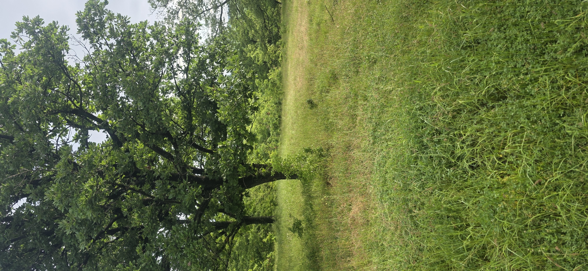 The image presents a rural scene, likely a meadow or field bordered by trees. Predominantly green, the scene features a large tree with dense foliage on the left, contrasting with the lighter, grass-covered area on the right. The tree's branches are visible against a cloudy sky. The grass transitions from a darker green near the tree to a lighter, yellowish-green in the open field, suggesting varying sunlight exposure or grass types. No people or animals are visible in the frame. The photograph is taken outdoors, with the location possibly being near Esen, Bulgaria, given the prompt's context. The scene conveys a sense of natural, undisturbed landscape.