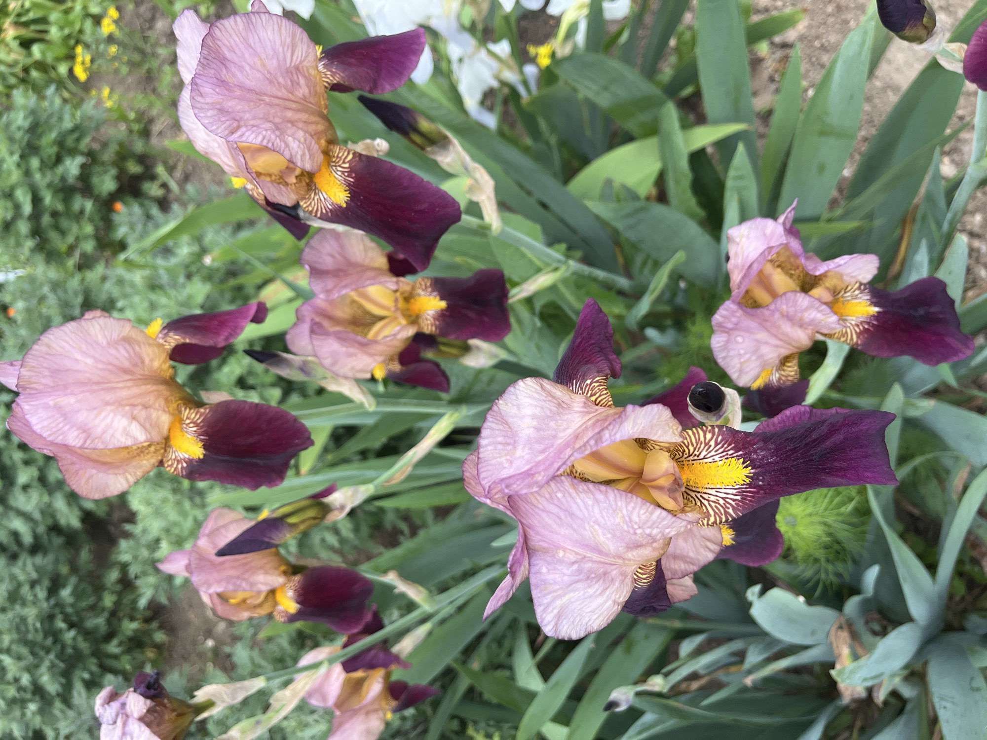 The image depicts a cluster of Iris flowers in a garden setting in Unknown, Unknown. The irises exhibit a bi-coloration, with light pink upper petals and dark purple lower petals, accented by yellow centers with striped patterns. The flowers are interspersed with green foliage, which varies in texture and appearance, suggesting different plant types. A small patch of finer, greener ground cover is visible in the background, along with what appears to be a hint of white flowers further back. The overall scene is natural and organic, with the flowers being the main focus.