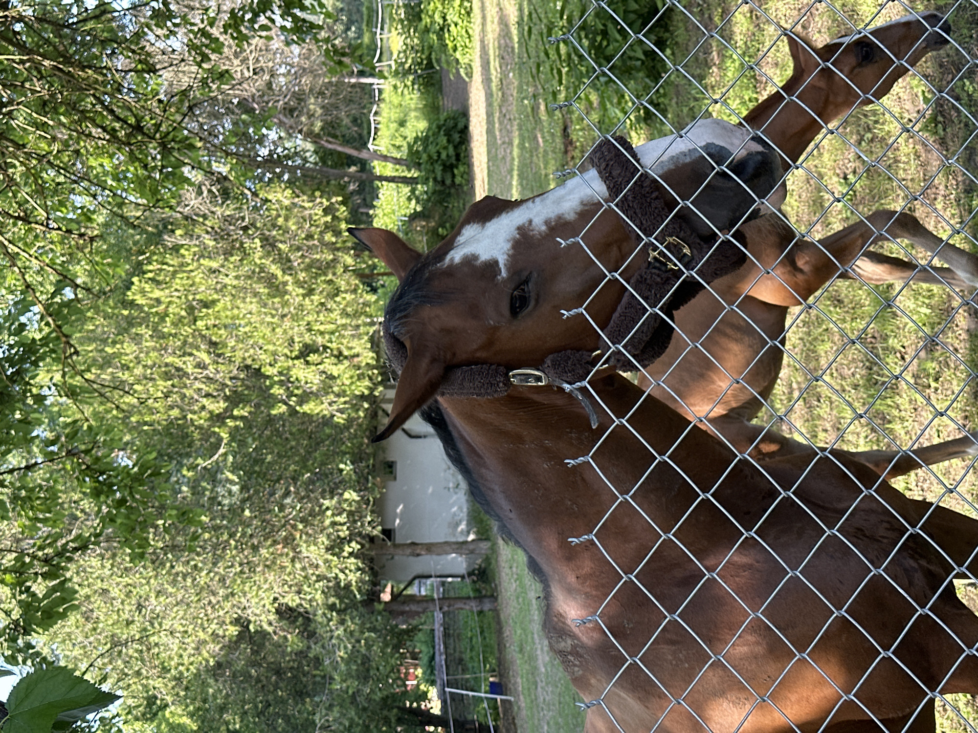 A brown horse with a white blaze on its face stands behind a wire fence in a grassy area with trees and a building in the background. The horse is wearing a brown halter. Another horse, possibly a foal, is visible behind the first horse, also with its head down. The scene appears to be a rural setting, possibly a farm or paddock, located in the town of Ravna Gora, Bulgaria. The lighting suggests it is daytime, with sunlight filtering through the leaves of the trees.