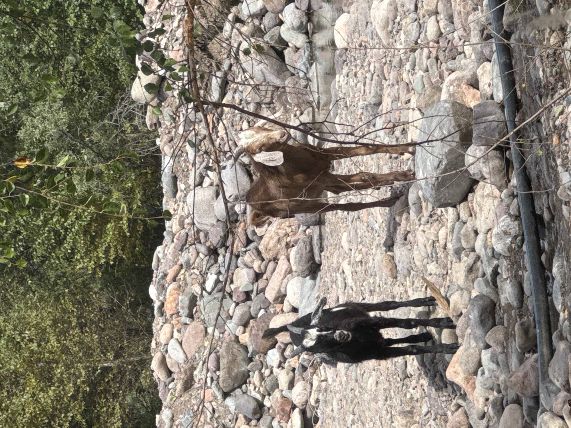 Two goats are standing on a rocky riverbed near a body of water. The goat on the left is black and white, while the goat on the right is brown with white markings on its face. Trees and foliage are visible in the background. The location is the Leskhoz area of Kazakhstan.