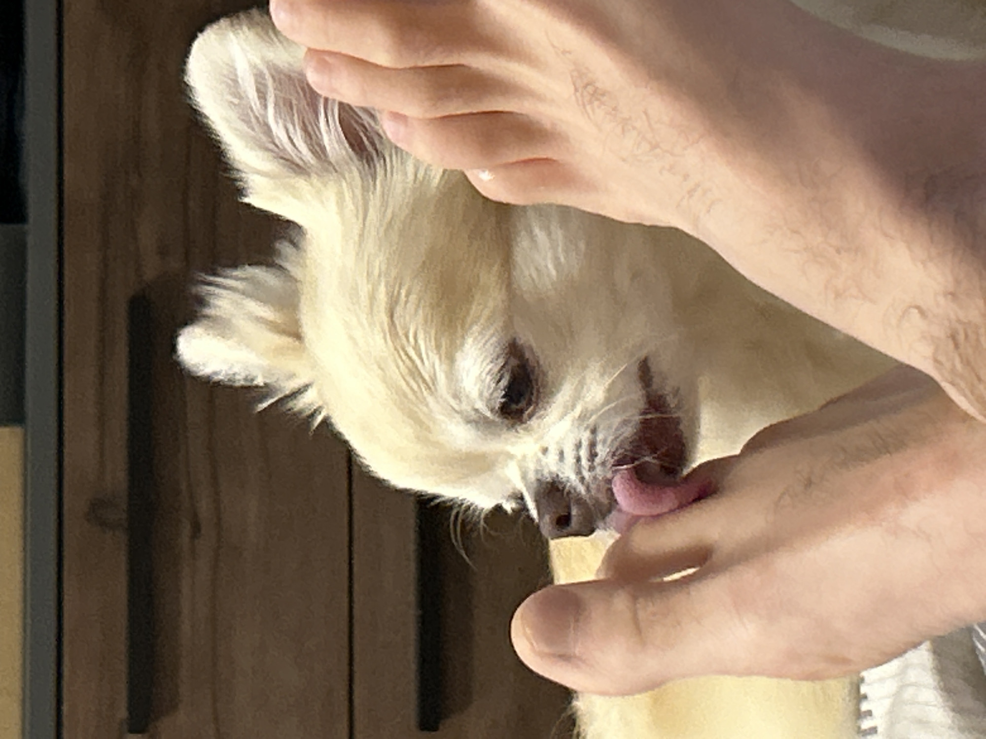 A small, light-colored dog is licking the toes of a human foot. The dog's tongue is visible, extended towards the foot. The foot appears to be positioned in the foreground of the image, with the dog's head and body visible behind it. The background is blurred, but suggests an indoor environment with wooden furniture. The image is a close-up shot, focusing on the interaction between the dog and the foot. There is no indication of the specific location within Moskovskiy, Russia.