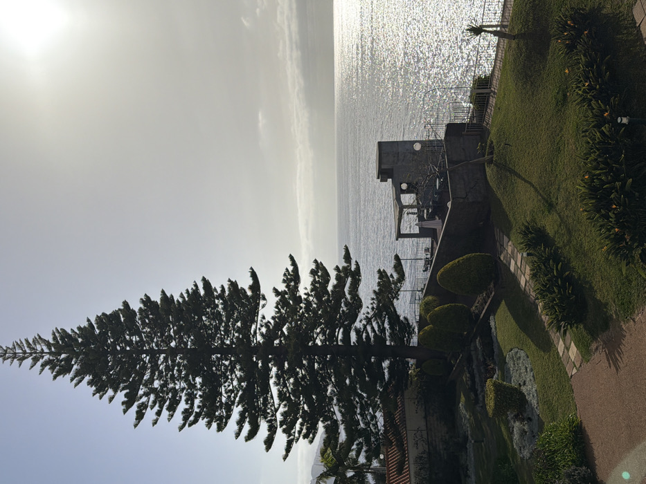 The image depicts a bright coastal scene in Funchal, Portugal. In the foreground, a well-maintained, multi-tiered garden features green lawns, various manicured shrubs, and a light-colored checkered pathway leading downwards. A very tall, dark green coniferous tree stands prominently on the left side, extending almost to the top of the frame. To the far left, a building with an orange-tiled roof and a palm tree are partially visible behind the main tree.
In the midground, a concrete or stone terrace overlooks the Atlantic Ocean. This terrace includes a covered seating area furnished with tables and chairs, and an adjacent rectangular structure featuring circular indentations or lights on its facade. A metal railing delineates the edge of the terrace, separating it from the water.
The background is dominated by the vast expanse of the ocean, which intensely reflects bright sunlight, creating a shimmering effect. The sky is bright and hazy, with the sun's glare visible in the upper right quadrant and faint cloud formations along the horizon. No individuals are present in the scene.