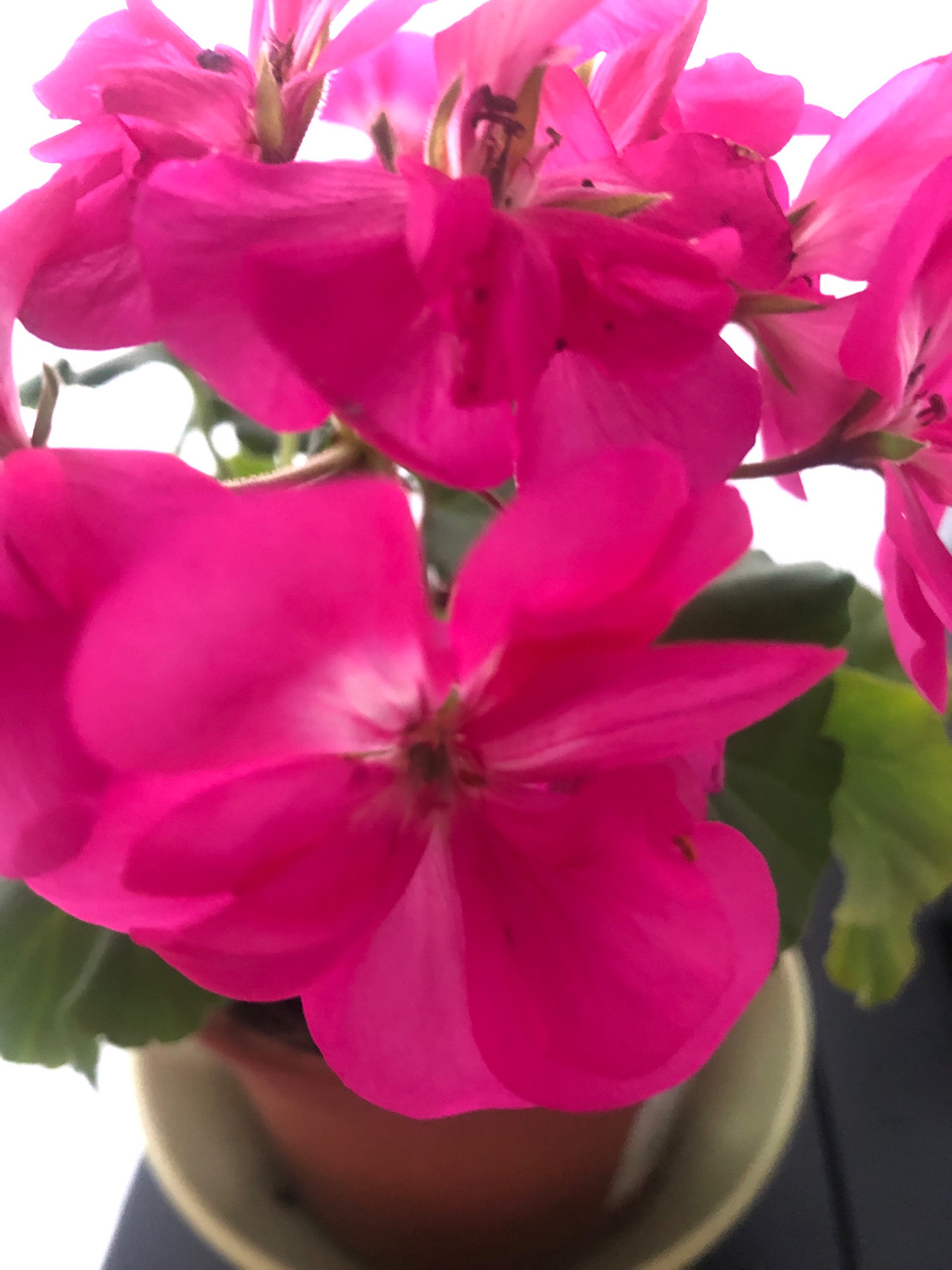 A close-up, slightly blurred photograph shows a cluster of bright pink flowers, likely geraniums, in a terracotta pot. The flowers are the primary subject, with their vibrant petals dominating the frame. Green leaves are visible behind and around the blossoms, some slightly out of focus. The pot is resting on a light-colored surface, possibly a saucer, with a dark surface visible in the lower right corner. The background is mostly white, suggesting an outdoor setting or bright lighting. There are no people or animals visible in the image. The location of Arfa, Russia is not indicated by any visible elements in the photograph.