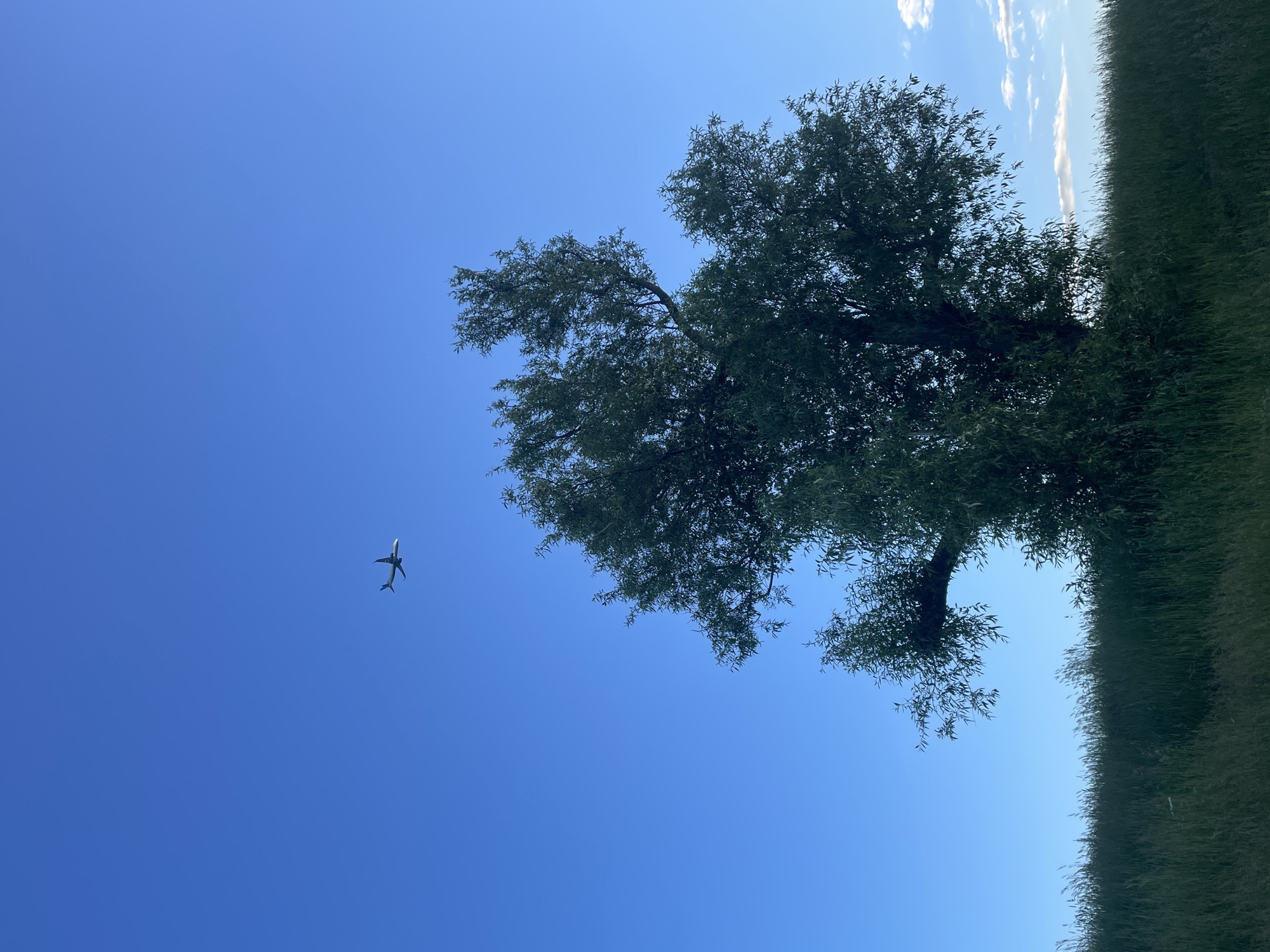 An airplane is depicted flying in a clear, bright blue sky above a large, leafy green tree. The tree is positioned in the lower right quadrant of the image, with its branches extending upwards and outwards. Below the tree, a field of tall green grass is visible, forming a horizontal line across the bottom of the frame. The scene appears to be outdoors, possibly in a park or a natural area, under good weather conditions with clear skies. There are no people or any other distinguishable objects or activities present in the image.