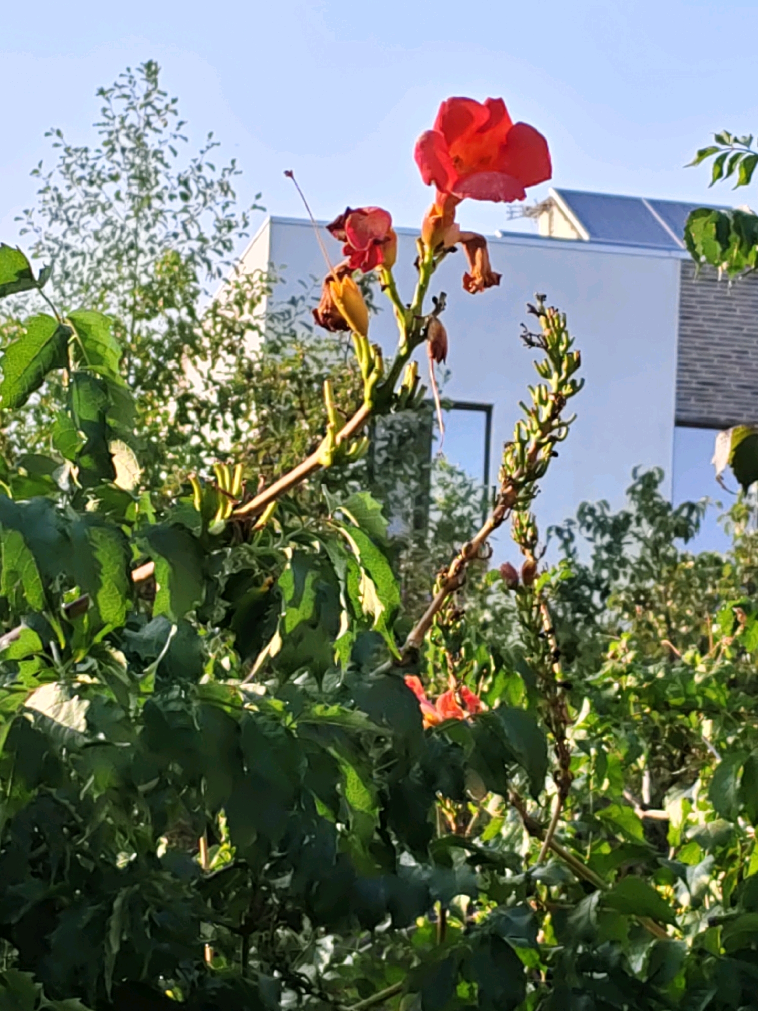 A close-up, eye-level shot captures a vibrant orange trumpet vine flower in bloom, set against a backdrop of lush green foliage and a modern white building with solar panels. The sky is clear and blue, indicating a sunny day. The building, characterized by its clean lines and minimalist design, features large windows and brick accents, suggesting it is a residential or commercial property. The trumpet vine, with its distinctive trumpet-shaped blossoms, appears to be climbing or growing near the building. The image is captured in Rostov-on-Don, Russia, likely during the warmer months when such flowers are in season. No people are visible in the scene.