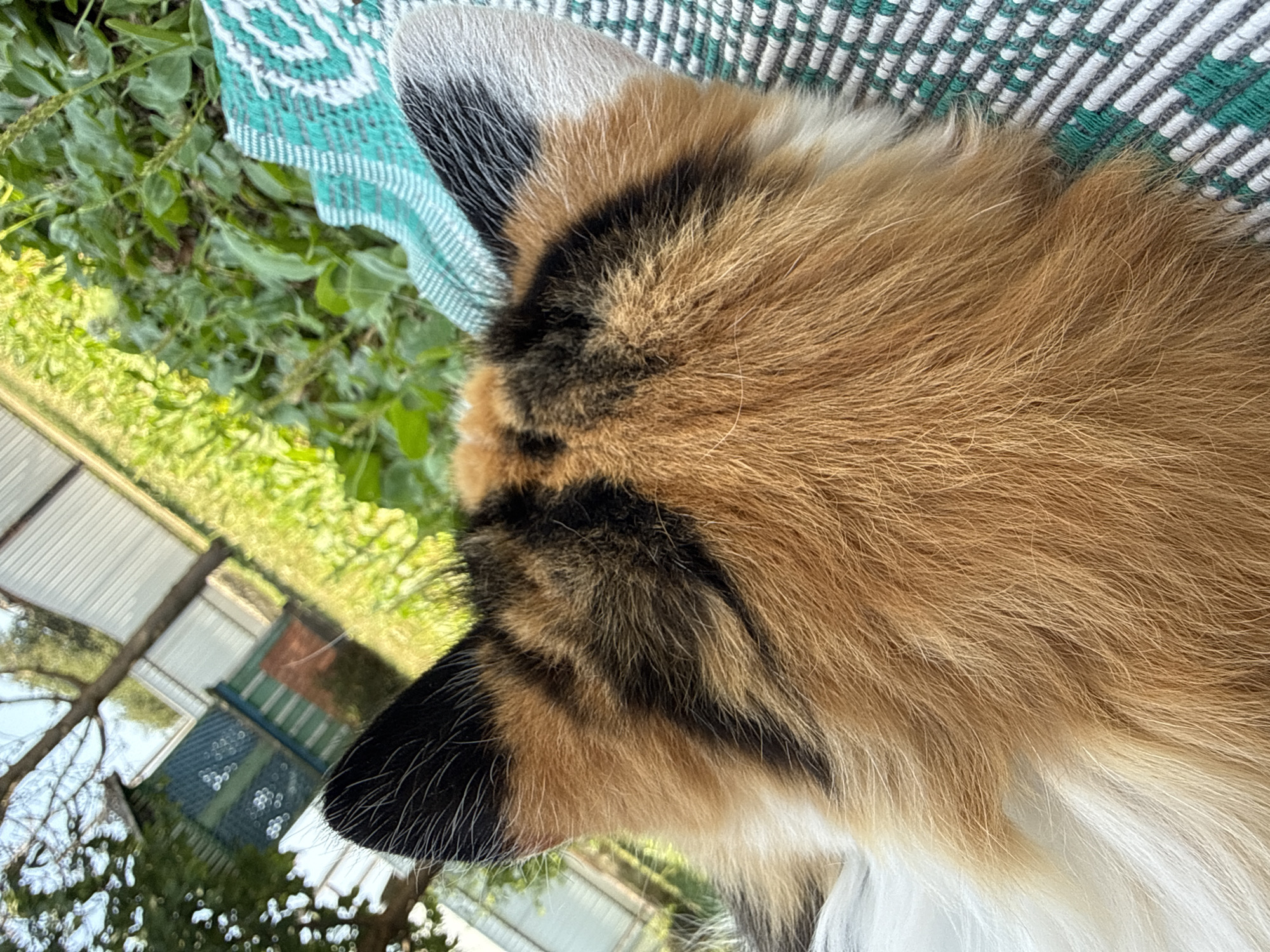 A close-up, overhead view of a calico cat's head and ears is presented. The cat's fur displays a patchwork of orange, black, and white. The cat is lying on a blue and white striped mat. The background, out of focus, shows a grassy area with green foliage, a tree, and some structures that appear to be sheds or fences. The lighting suggests it is daytime with sunlight.