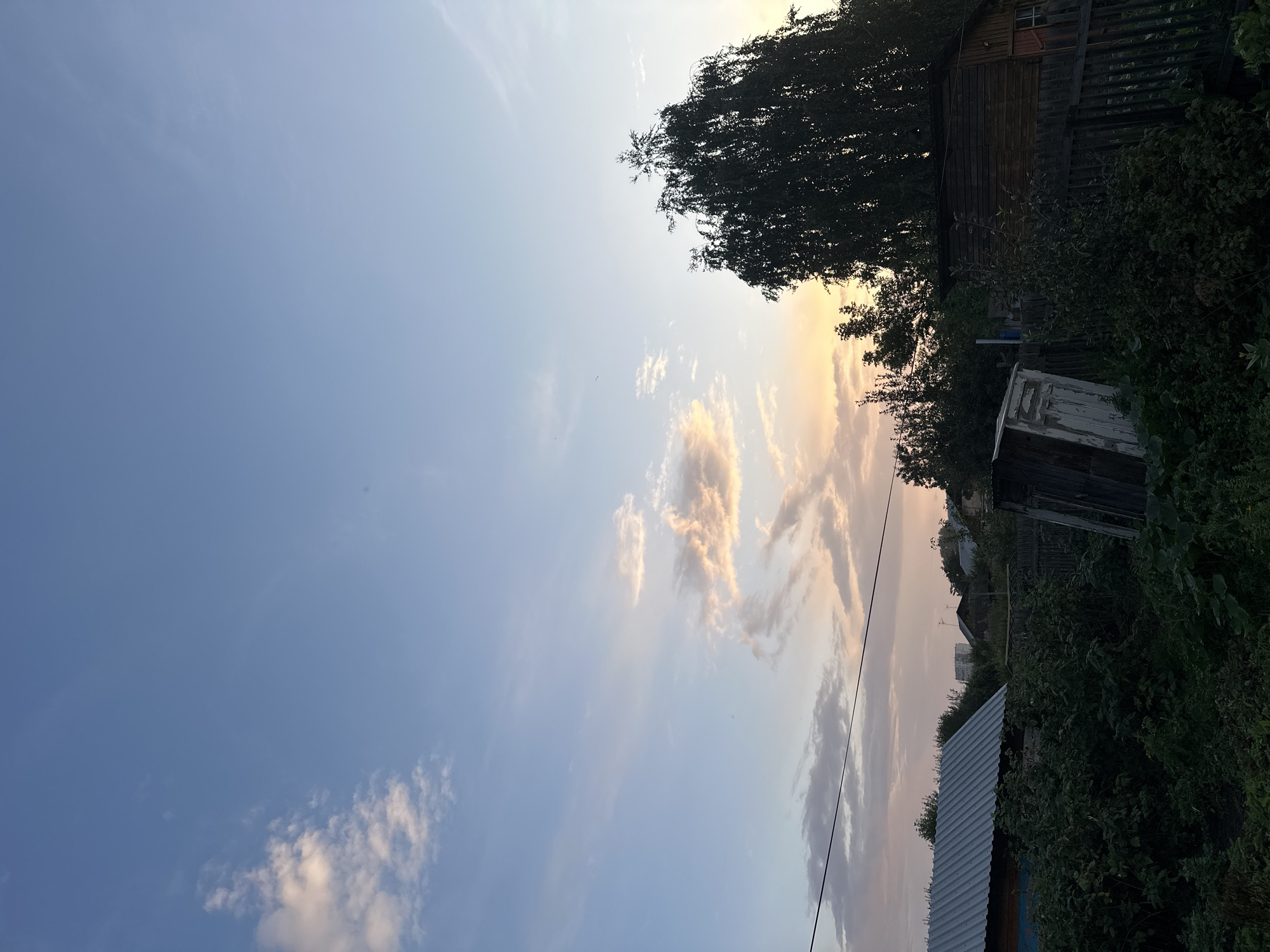 This is a wide-angle, eye-level outdoor photograph taken in Biysk, Russia, at dusk. The sky is a gradient of pale blue at the top, transitioning to soft pink and orange hues near the horizon, with wispy, illuminated clouds scattered across it. A thin, dark power line runs horizontally across the upper third of the image.
In the foreground, dense, dark green foliage dominates the bottom half of the frame, obscuring much of the ground. To the left, the corrugated metal roof of a blue and brown building is visible. In the center, a weathered, white shed door is leaning against a dark wooden structure, appearing dilapidated. To the right, a dark wooden fence runs along the edge of the frame, partially obscured by overgrowth.
Behind the fence and foliage, a tall, dark tree with drooping branches stands prominently on the right side of the image. Silhouetted trees and a few buildings are visible in the middle ground, suggesting a semi-rural or suburban setting. The overall atmosphere is tranquil, with the soft light of dusk casting long shadows and a sense of quietude. There are no people or animals visible in the scene.