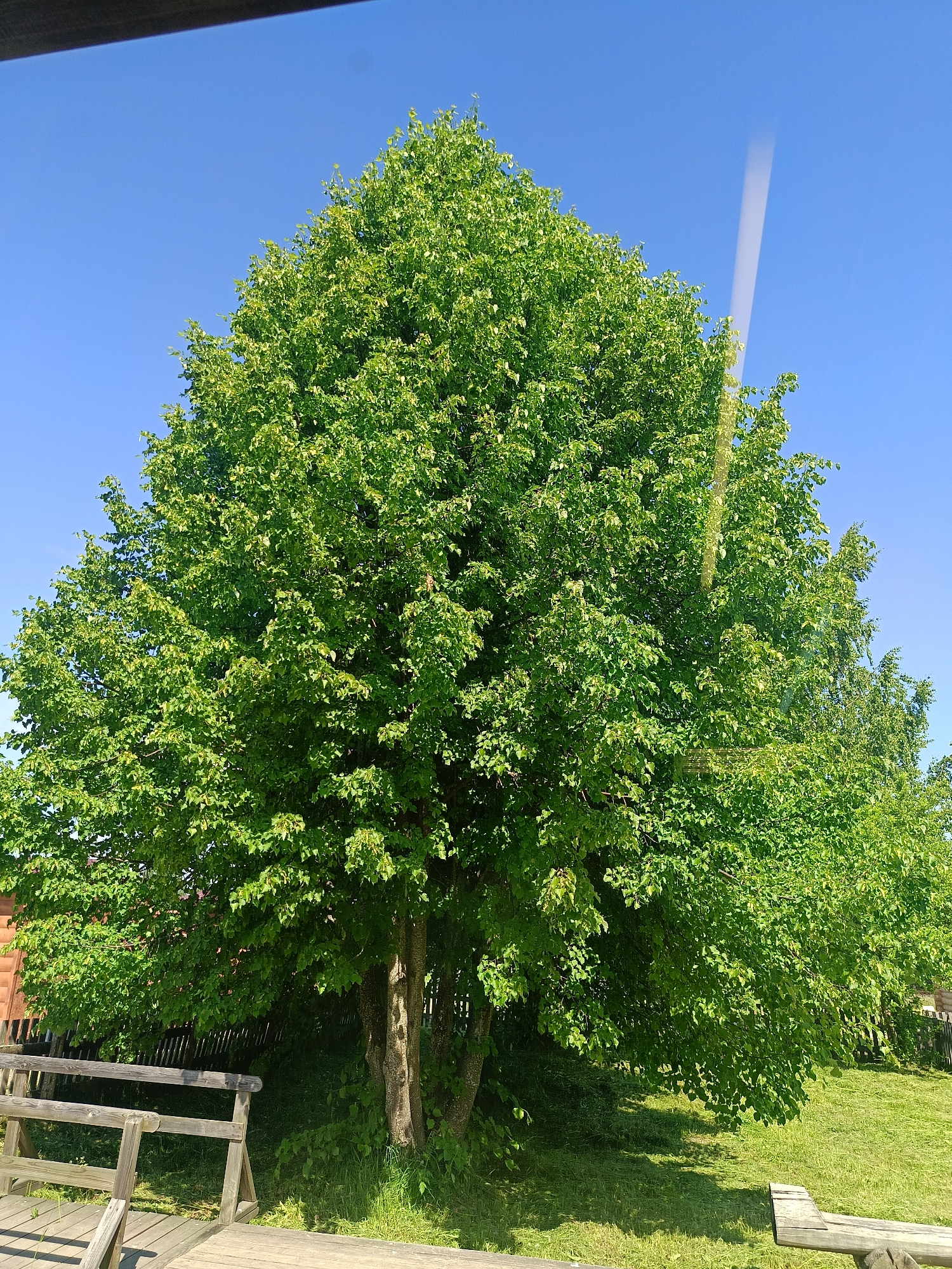 A large, lush green tree with a full canopy dominates the center of the image. The tree has multiple visible trunks and is casting shadows on the surrounding grass. To the left of the tree, a wooden structure resembling a deck or pier is visible, with railings and planks. A wooden fence runs behind the tree and extends to the right. The ground is covered in green grass, some of which appears recently mowed. The sky is a clear, bright blue with a faint, thin white streak that might be a contrail or a lens flare. The scene is likely outdoors in a rural or suburban area of Popovka, Russia, given the natural setting and the style of the wooden structures. There are no people visible in the image.