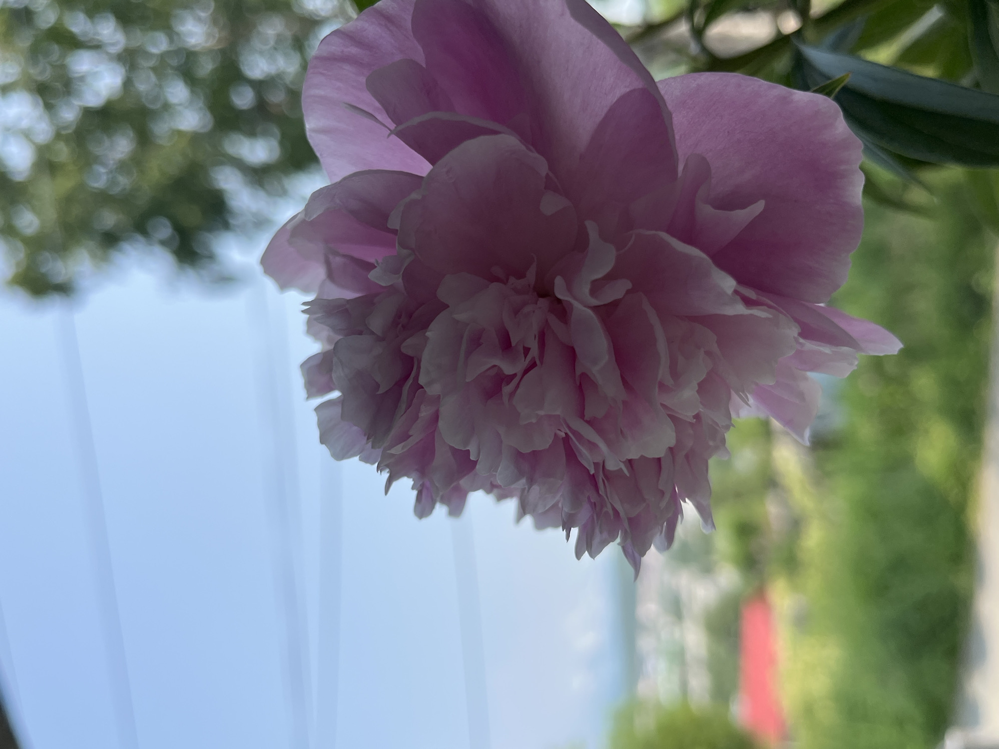 A close-up, side-view, portrait-oriented photograph features a pale pink peony flower in soft focus, occupying the right and center of the frame. The flower's delicate, layered petals are visible, with some areas showing translucence due to the light. The background is blurred, suggesting an outdoor setting. The upper portion of the background reveals a pale blue sky with two faint horizontal lines, possibly power lines or distant clouds. Below the sky, a soft-focus panorama of a city is visible, with hints of green foliage, buildings with red roofs, and what appears to be a body of water in the far distance. The overall impression is one of natural beauty and a slightly hazy, idyllic atmosphere. The scene could be located in Petropavlovsk-Kamchatsky, Russia, given the natural elements and the possibility of a city view.