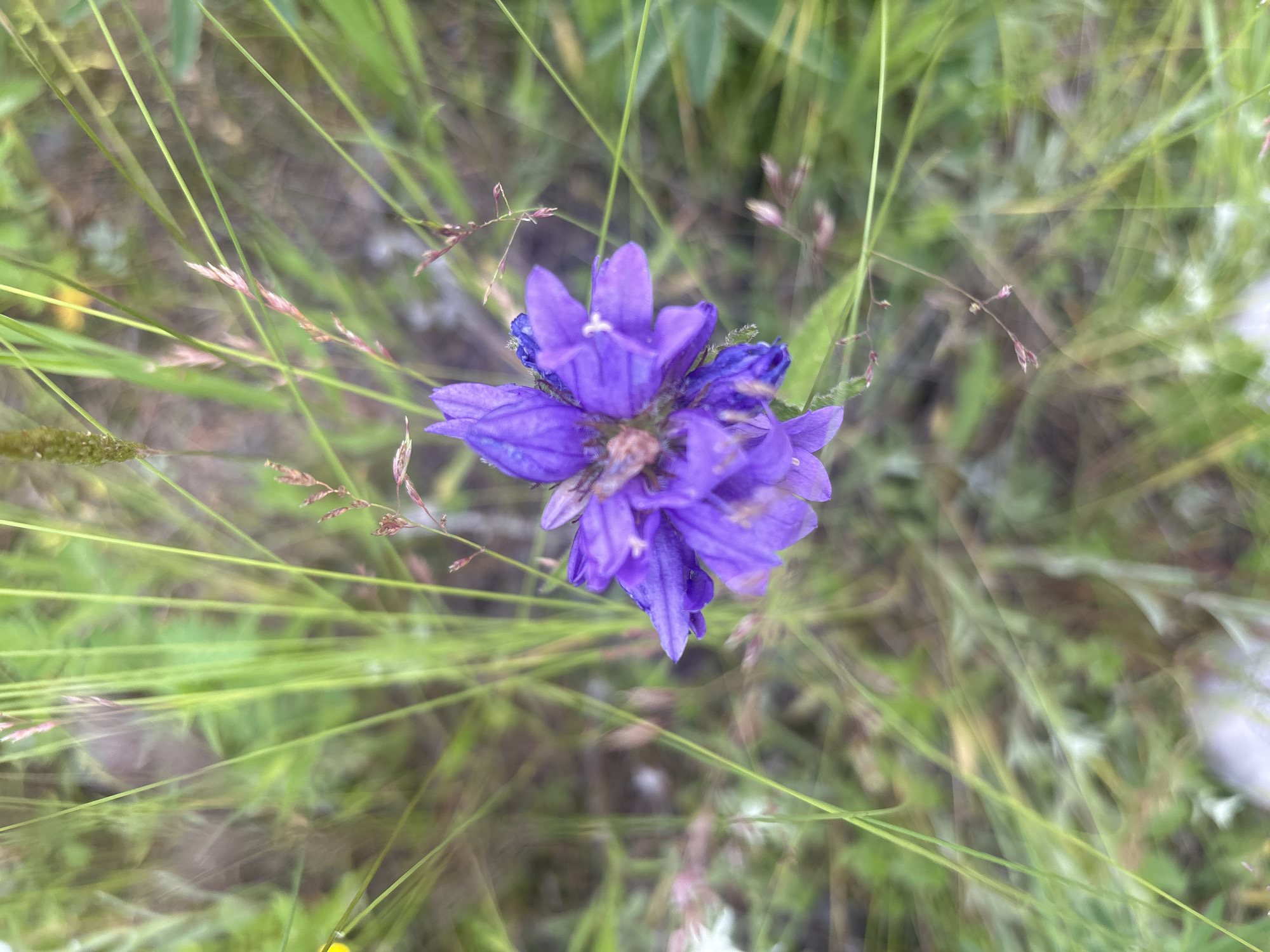 A close-up, overhead shot captures a single, vibrant purple flower with bell-shaped petals. The flower is the focal point, appearing slightly wilted or aged, with some petals appearing darker or more bruised. It is surrounded by a soft-focus background of tall, green grass and some thin, reddish-brown stems of dried grass. The lighting is natural and diffused, suggesting an outdoor setting. No specific location within Shida, Russia is indicated by the image itself.