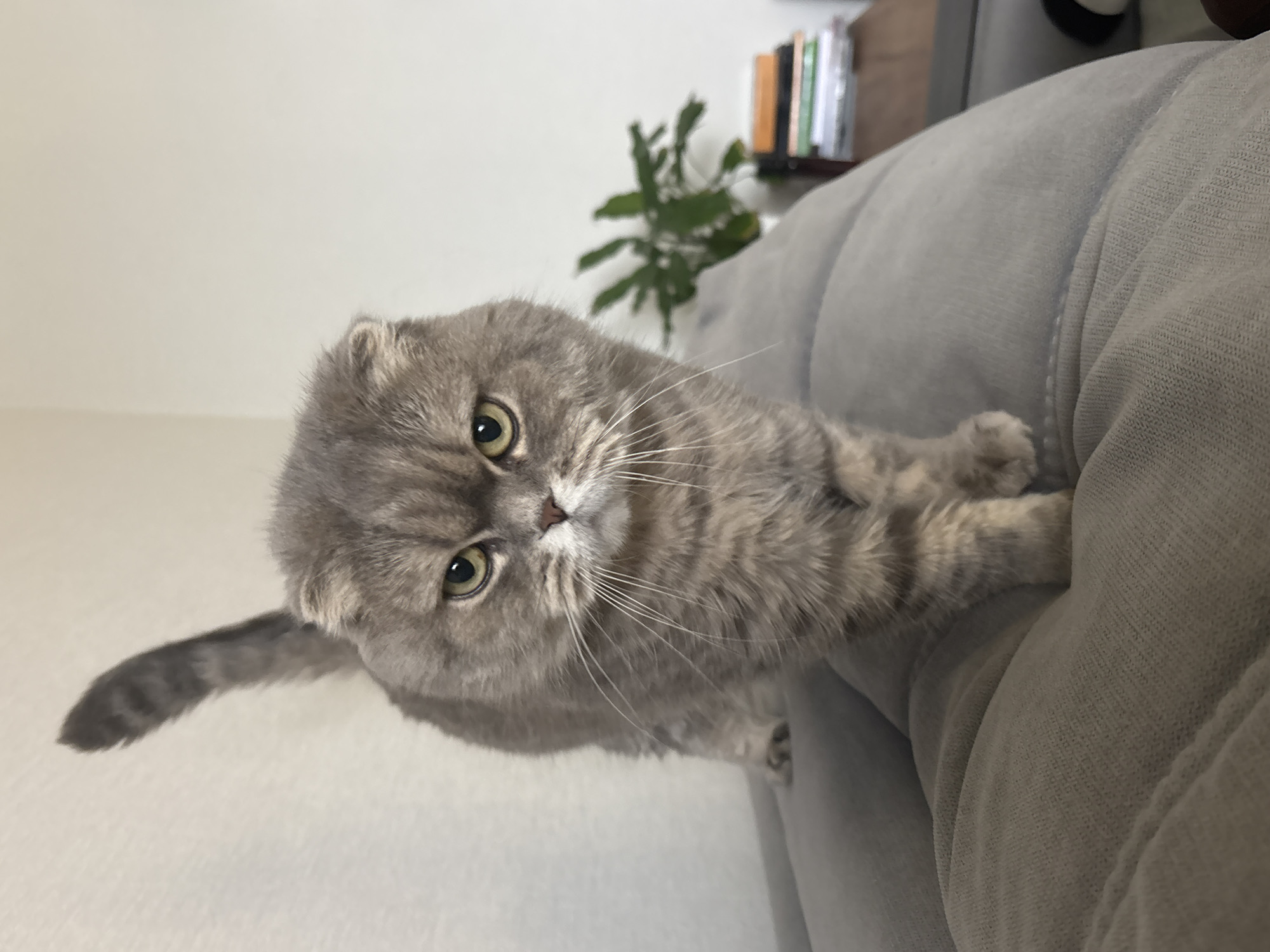 A gray Scottish Fold cat stands on a gray sofa, looking at the camera. The background includes a white wall, a green plant, and some books on a shelf. The photo was taken indoors. There is no evidence to suggest this photo was taken in Chaikovsky, Russia.