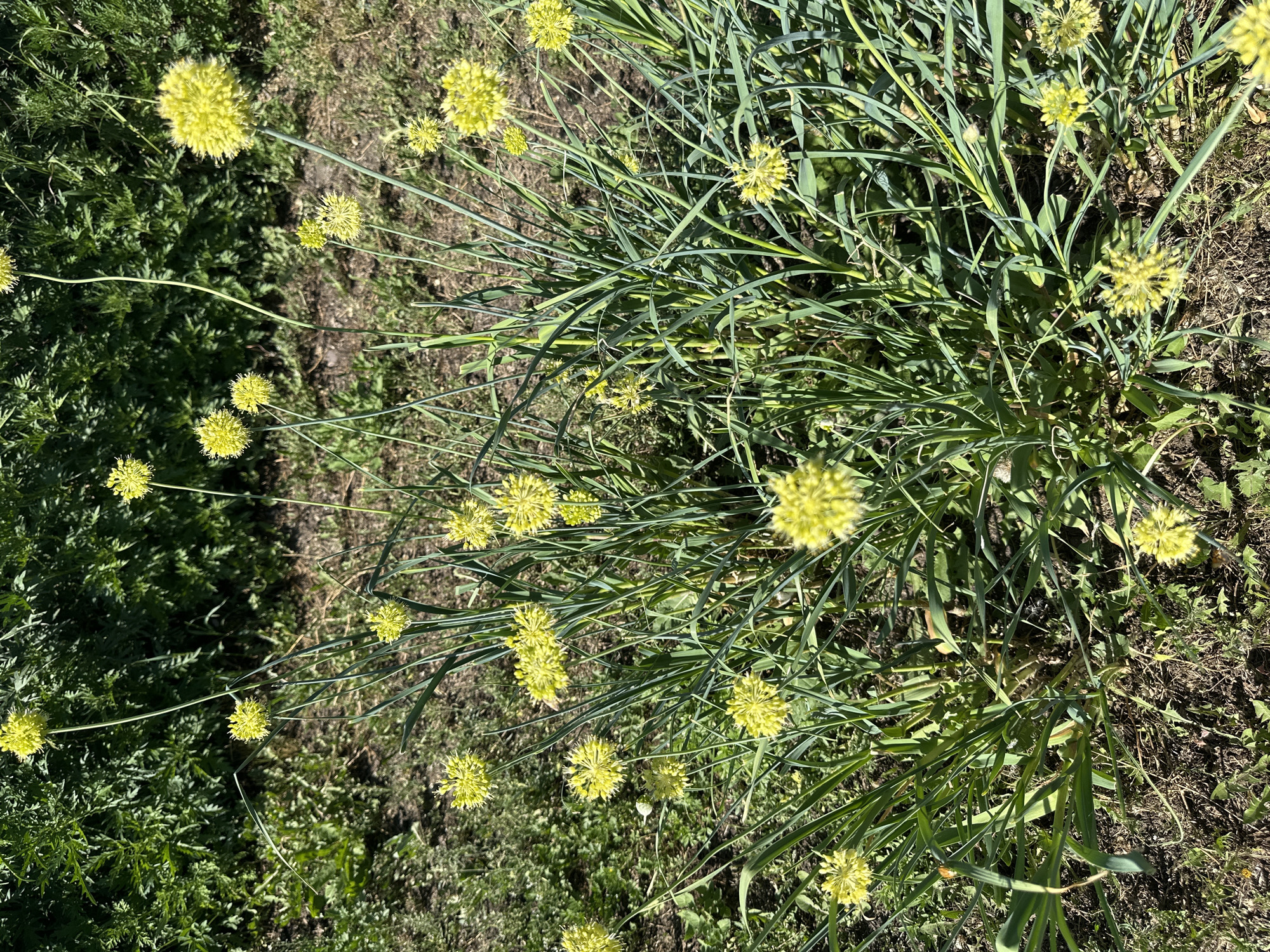 In the city of Novoyeniseyka, Russia, a cluster of flowering plants with spherical yellow blossoms stands tall in a sunlit outdoor environment. The plants, likely some variety of Allium due to their characteristic bulbous flower heads and long, slender leaves, are densely packed. Their vibrant green foliage forms a lush backdrop to the delicate, almost dandelion-like flowers. The ground beneath the plants is a mix of dry soil, scattered dry grass, and small green weeds, suggesting a natural or minimally tended area. Sunlight dapples the scene, highlighting the texture of the petals and the sheen on the leaves. The background consists of more greenery, possibly a lawn or other vegetation, which is out of focus, drawing the viewer's attention to the detailed display of the yellow flowers. There are no people or animals present in the image. The overall impression is one of natural beauty and growth in a sunny, outdoor setting.