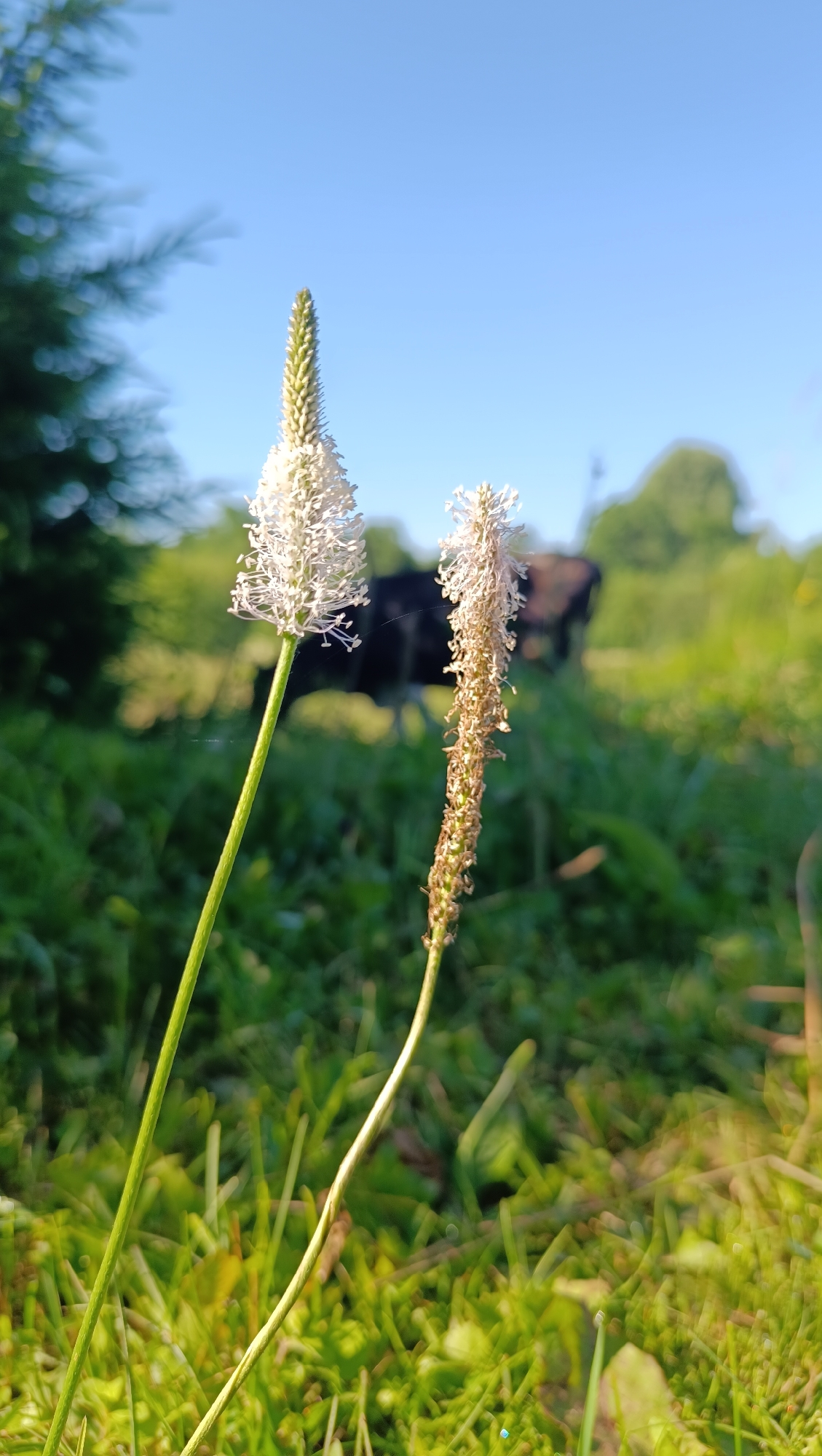 In a grassy field in Karsha, Russia, two plantain flower stalks stand in the foreground. The stalk on the left is in full bloom, with a dense, white, fluffy inflorescence atop a green stem. The stalk on the right is drier and less developed, showing a sparser, brown inflorescence. The background is softly blurred, revealing green foliage and trees under a clear blue sky. A dark-colored animal, possibly a cow, is visible in the middle ground, partially obscured by the greenery. The lighting suggests it is daytime, likely late afternoon or early morning, given the warm tones and long shadows cast on the grass.