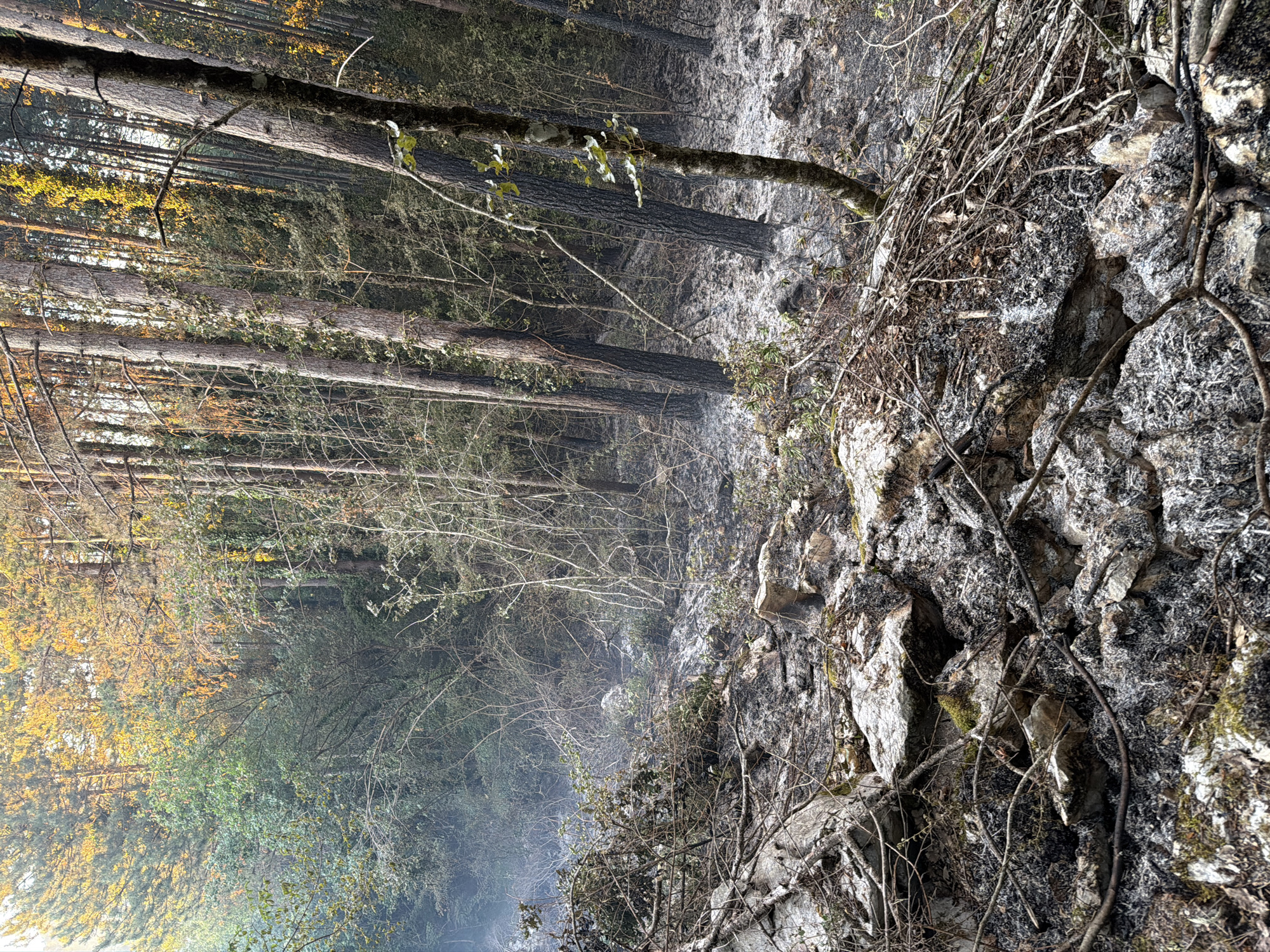 The image depicts a forest floor in Kanjoši, Montenegro, after a fire. The ground is covered in ash, charred debris, and rocks. Bare branches and fallen twigs are scattered across the landscape. Smoke is visible rising from the area, suggesting that the fire may still be smoldering or has recently extinguished. The trees in the background appear scorched in places, with dark, blackened bark visible on some trunks. The overall impression is one of destruction and the aftermath of a wildfire.