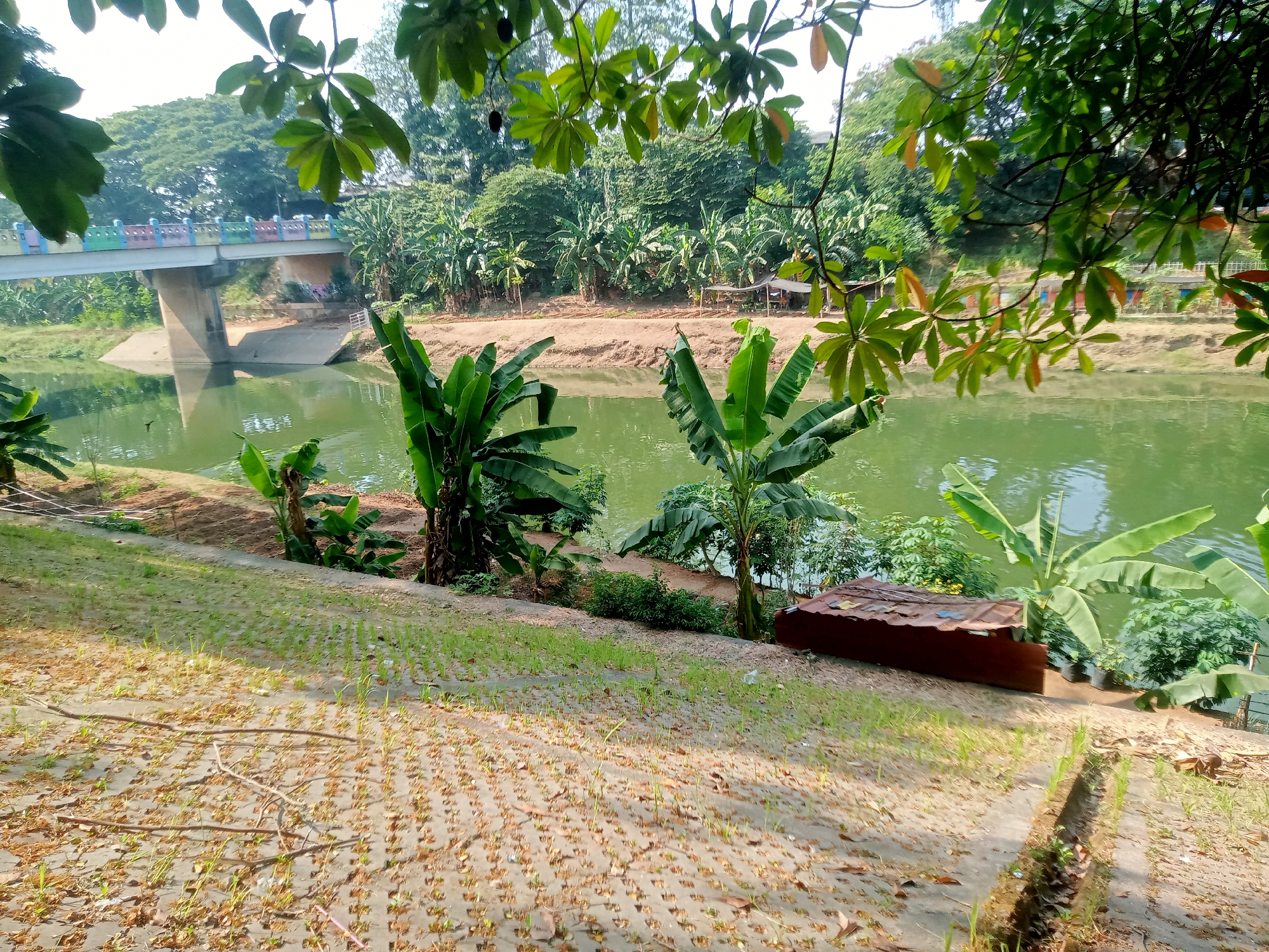 The image captures a view of the Ciliwung River in East Jakarta, Indonesia. In the foreground, a sloped bank is covered with patchy grass and some debris, with rows of small green sprouts visible. Further down, a small, rudimentary structure made of corrugated metal sits on the riverbank. The river itself is a murky green, with a reflection of the surroundings visible on its surface.
In the mid-ground, lush green banana trees are prominent on both sides of the riverbank. Across the river, a sandy embankment is lined with more vegetation, including more banana trees and other tropical plants. A simple, open-sided shelter with a thatched roof is also present on the far bank.
In the background, a concrete bridge spans the river. The bridge's railing is decorated with colorful segments in blue, pink, yellow, and green. The river flows beneath the bridge, and the embankment on the far side is covered with dense trees and foliage, suggesting a natural, somewhat undeveloped area. Overhead, the branches of a tree with large, green leaves frame the top of the image, casting shadows and partially obscuring the sky. The overall scene depicts a tranquil, semi-natural environment along the river within the urban landscape of East Jakarta.