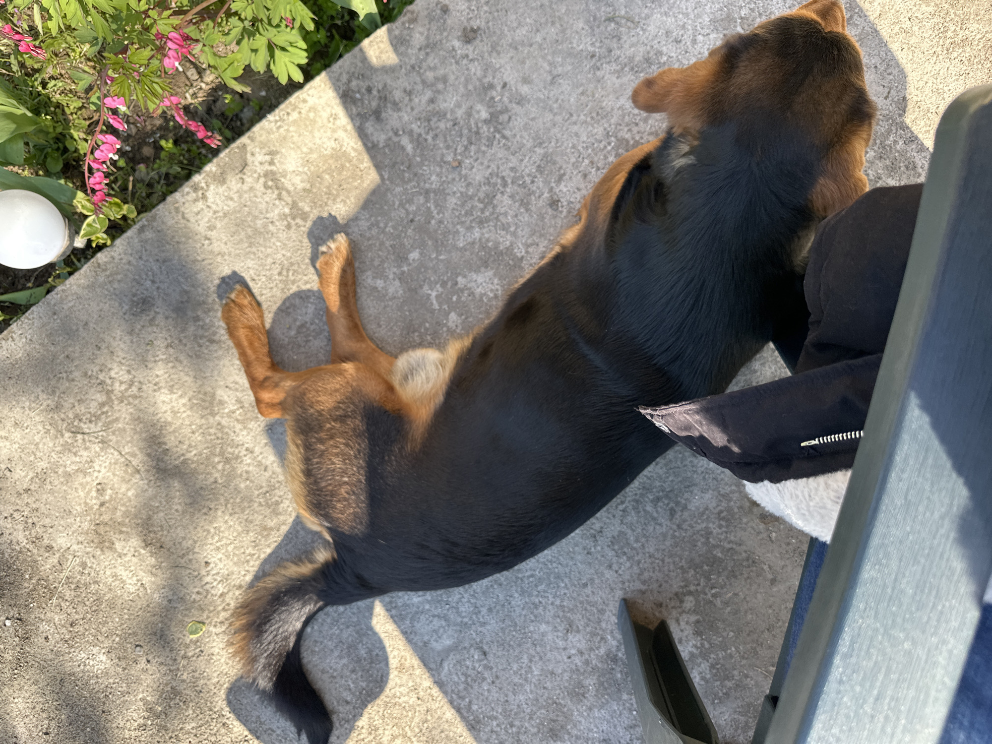 A dog lies stretched out on a concrete patio next to a garden in Lehchevo, Bulgaria. The dog is mostly black with brown legs and head. The garden contains green plants and pink flowers. A chair is partially visible on the right side of the image.