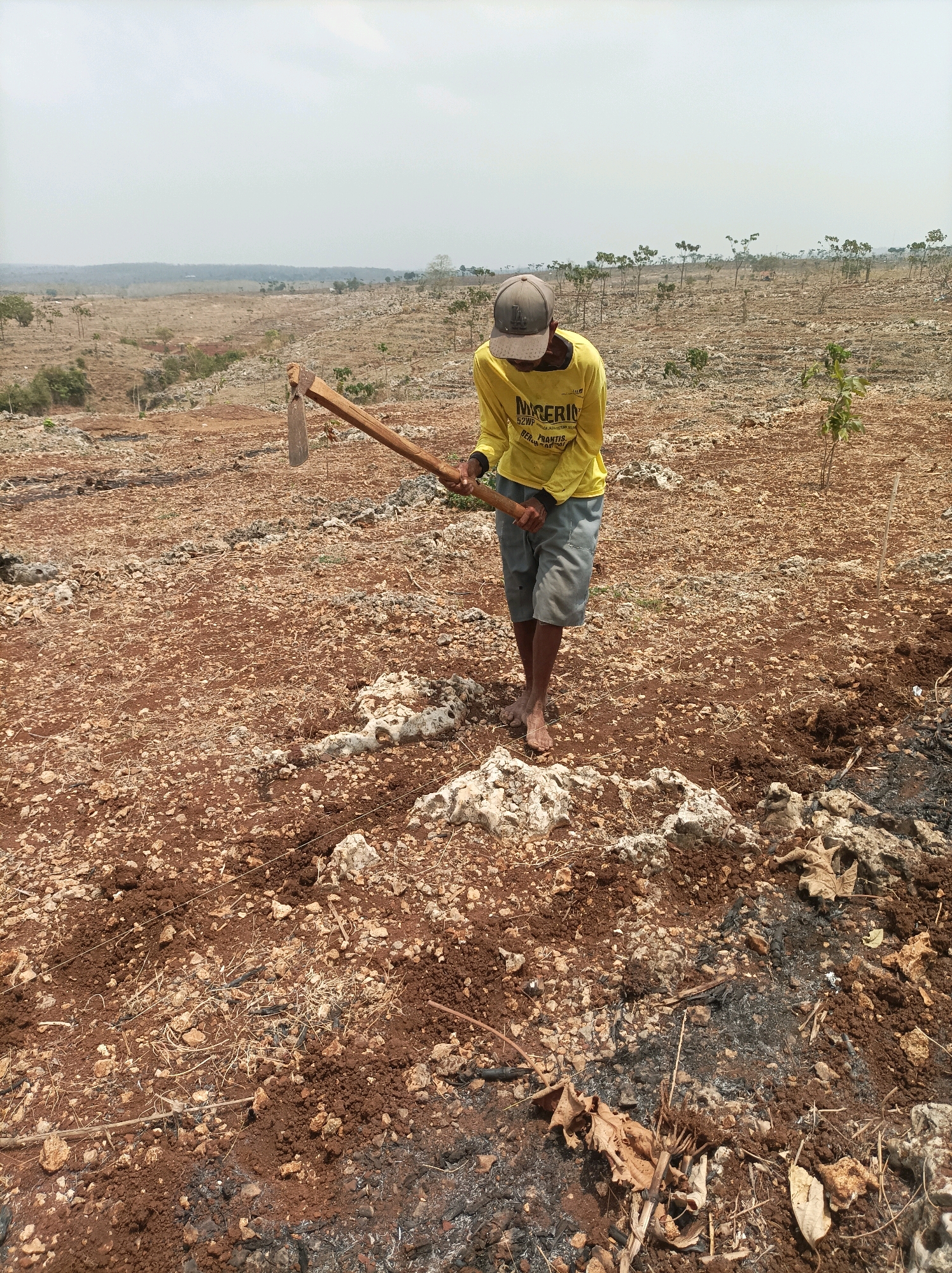 In Merakurak, Indonesia, a person wearing a yellow long-sleeved shirt, grey shorts, and a baseball cap is working in a field. They are holding a hoe and appear to be tilling the dry, reddish-brown soil, which is interspersed with rocks and scattered dry vegetation. The landscape is arid and shows signs of sparse vegetation, with some small trees visible in the background. The sky is overcast.