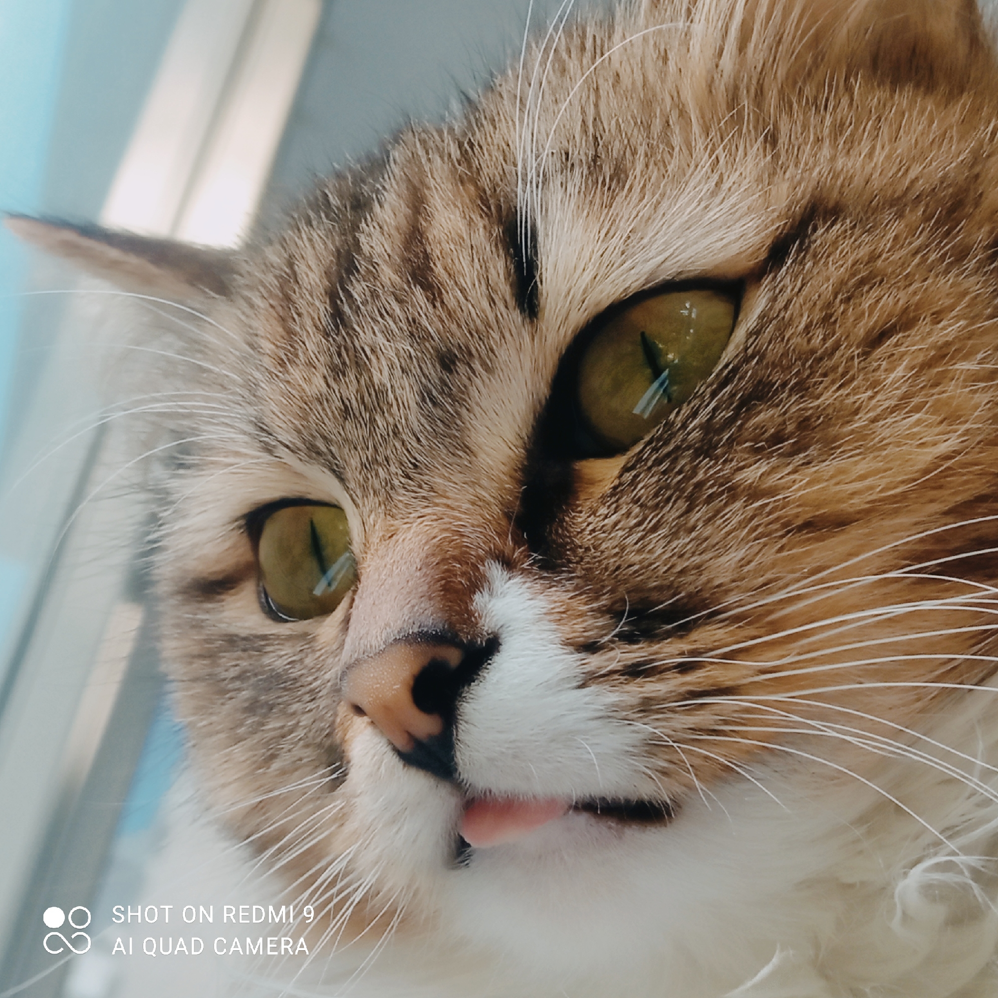 The image is a close-up, low-angle shot of a cat's face. The cat has green eyes and tabby markings with patches of white fur. Its tongue is slightly sticking out. The background is out of focus, appearing as blurred blue and white shapes, possibly indicating an indoor setting near a window. The lower left corner of the image contains text that reads "SHOT ON REDMI 9 AI QUAD CAMERA". There is no information within the image that places it in the city of Chaikovsky, Russia.