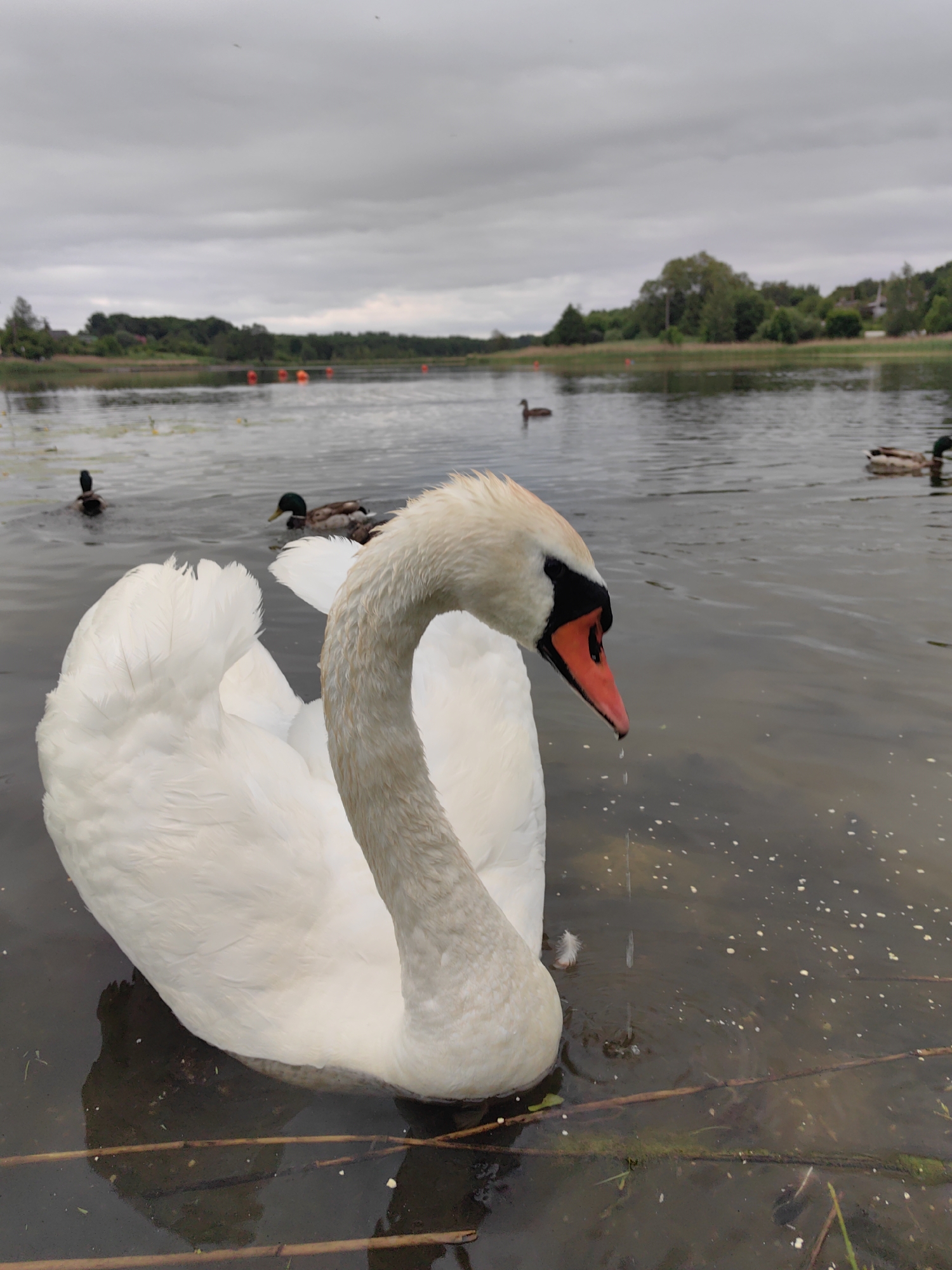 A close-up, ground-level, eye-level shot captures a majestic white swan in the foreground, its sleek body partially submerged in murky, reflective water. The swan's head is turned towards the right, revealing its distinctive orange beak with a black tip and a delicate droplet of water falling from its mouth. The background transitions to a serene lake dotted with several ducks, some swimming and others partially visible. The far bank of the lake is lined with lush green trees, suggesting a natural, tranquil setting. The sky above is overcast with a thick layer of clouds, casting a soft, diffused light over the entire scene. The overall atmosphere is one of peaceful coexistence between the swan, the ducks, and their natural environment.