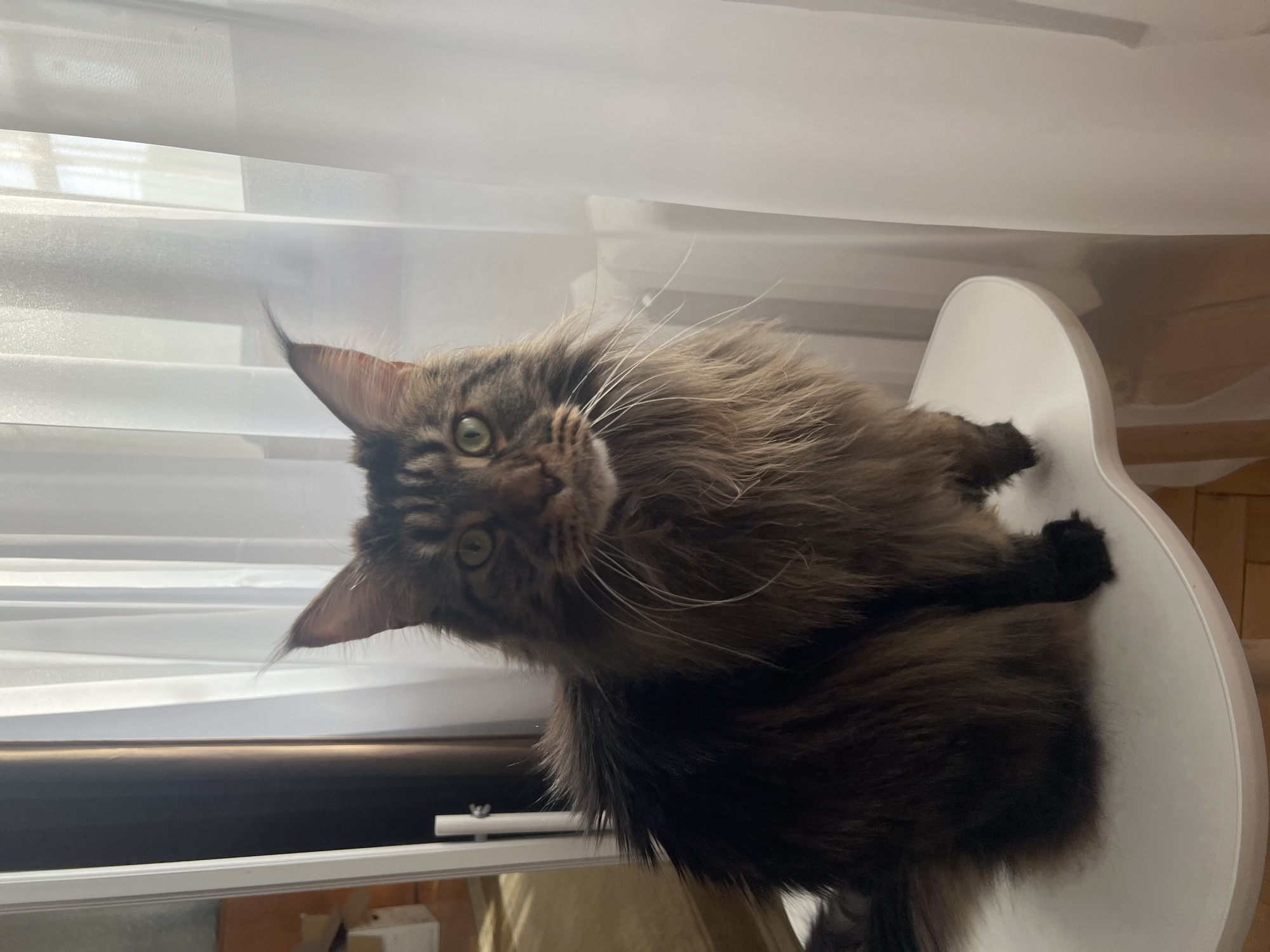 A large, long-haired tabby cat, likely a Maine Coon, is the central subject of the image, sitting on a white chair indoors. The cat has thick, fluffy fur in shades of brown, black, and grey, forming a dense mane around its face. Its striking green eyes are fixed directly on the viewer, conveying an attentive and curious expression. Prominent long, white whiskers fan out from its snout, and its large ears are tipped with distinctive tufts of fur.
The cat is positioned in front of a window, which is covered by white, translucent horizontal blinds or curtains, diffusing the incoming natural daylight. A dark window frame or sill is visible below the blinds. The white chair provides a bright, clean backdrop for the cat. The overall scene suggests a bright, daytime setting within a domestic environment. There is no visible text in the image. The provided context indicates the location is Markovskiy, Russia.