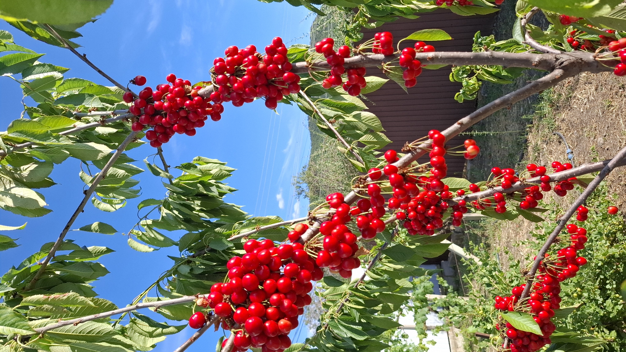 An outdoor, eye-level shot shows clusters of ripe cherries hanging from branches of a cherry tree against a bright blue sky. The cherries are a deep red color and are arranged in dense bunches. Green leaves are interspersed among the cherries. The branches of the tree are brown and appear sturdy. In the background, a brown wooden fence is visible, along with some greenery and a hint of a building. The overall scene suggests a sunny day in a garden or orchard. There are no people or animals present.