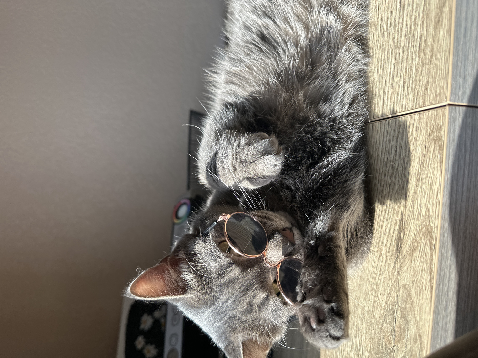 A gray cat is lying on its back on a wooden surface, wearing round sunglasses with a gold frame. The cat's paws are curled up near its chest. The background includes a wall and another surface with various objects. The location information, Krasnoyarsk, Russia, is not visually confirmed in the image.