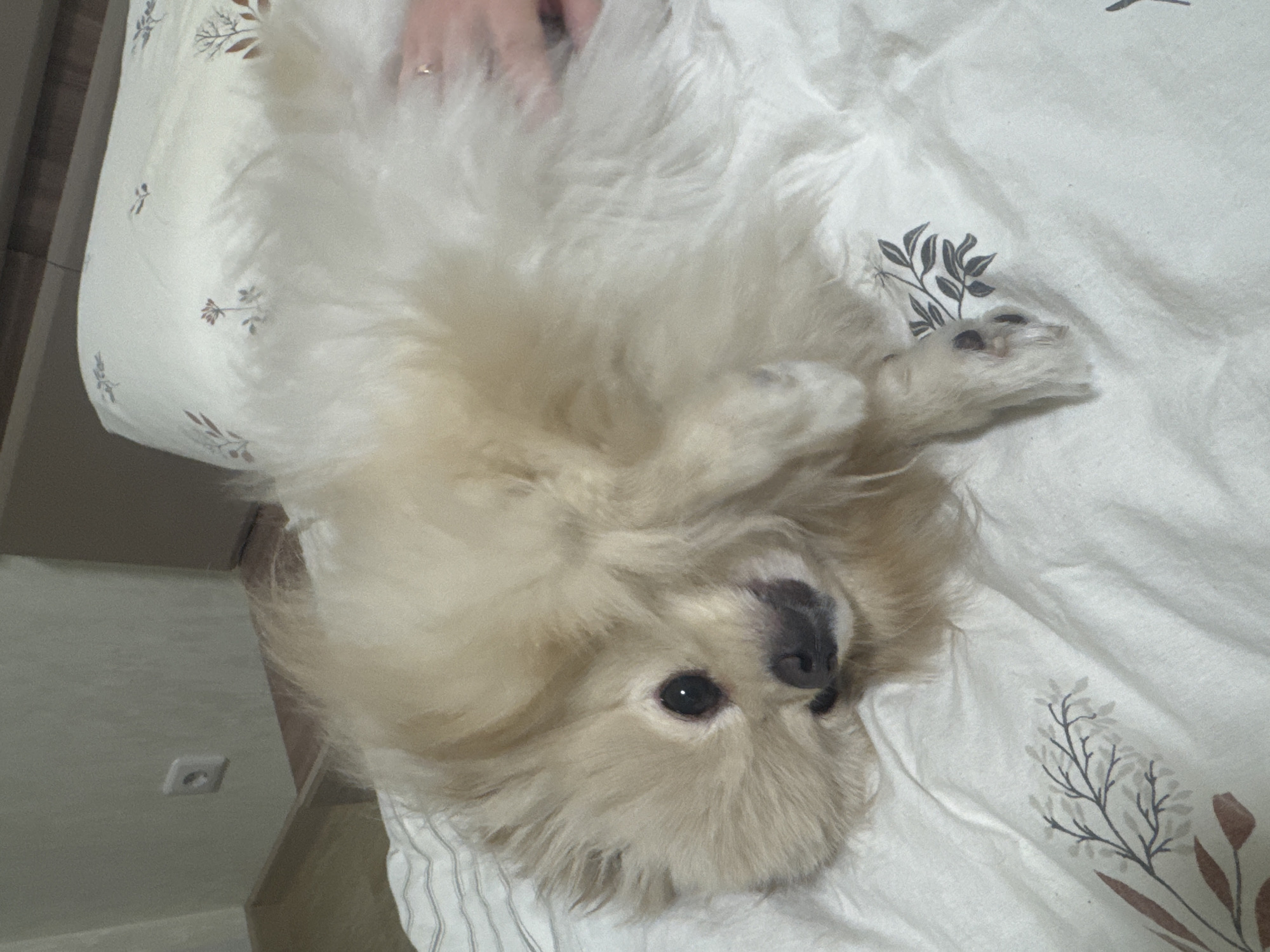 A light-colored Pomeranian dog with fluffy fur is lying on its back on a white bed with a subtle floral pattern. The dog's head is tilted, and its eyes are open, looking towards the viewer. A hand, with a ring on the finger, is visible in the upper right corner of the frame, seemingly petting the dog. The background shows a wall with an electrical outlet and a wooden floor, suggesting an indoor setting. The lighting is soft and diffused. There is no indication of the location being in Krasnoyarsk, Russia.