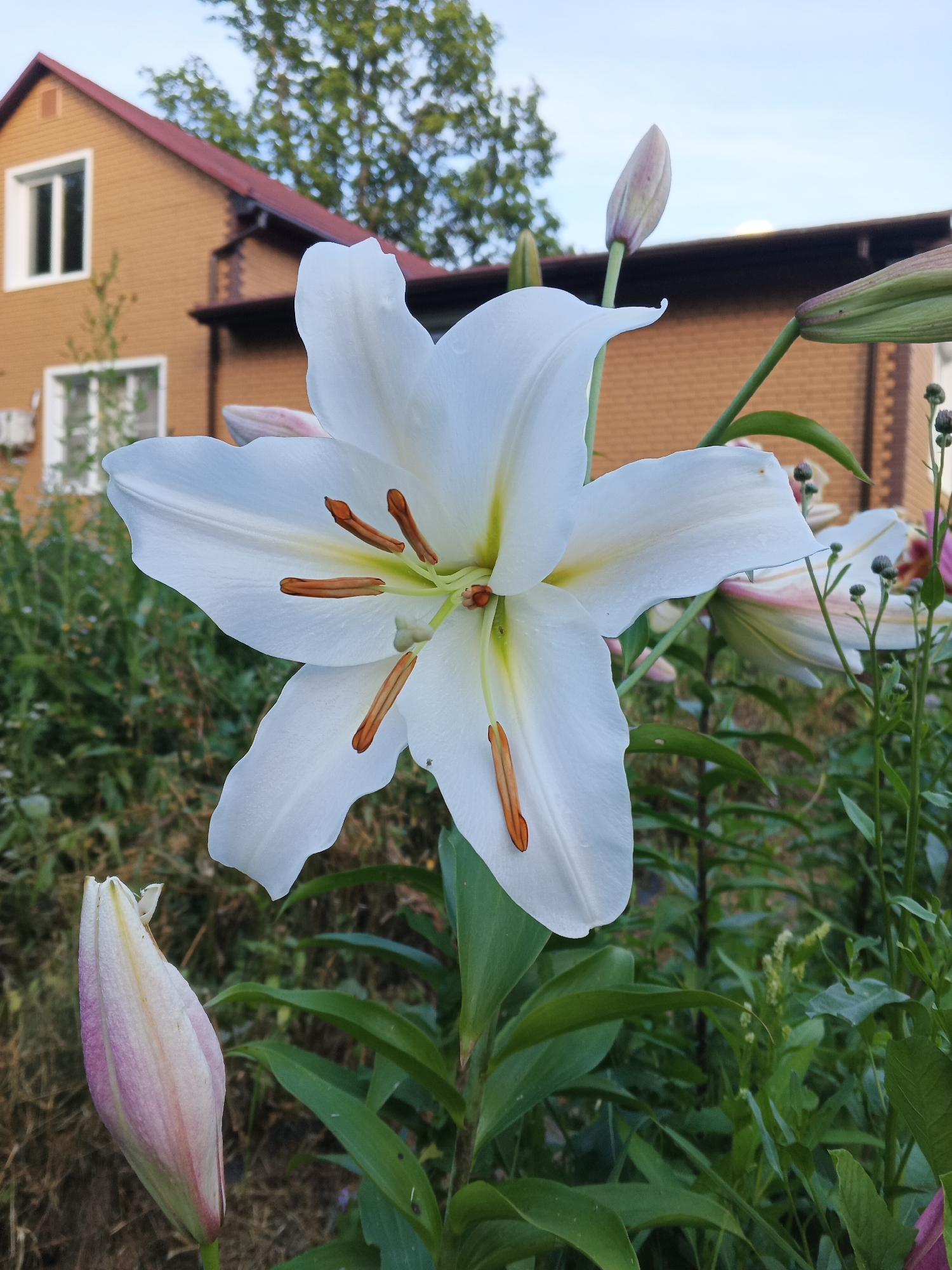 A white lily blooms in front of a two-story brick house with a dark red roof. The house is tan in color with white-trimmed windows. Green foliage, including a Lily bud, surrounds the flower and house. The sky is a pale blue.