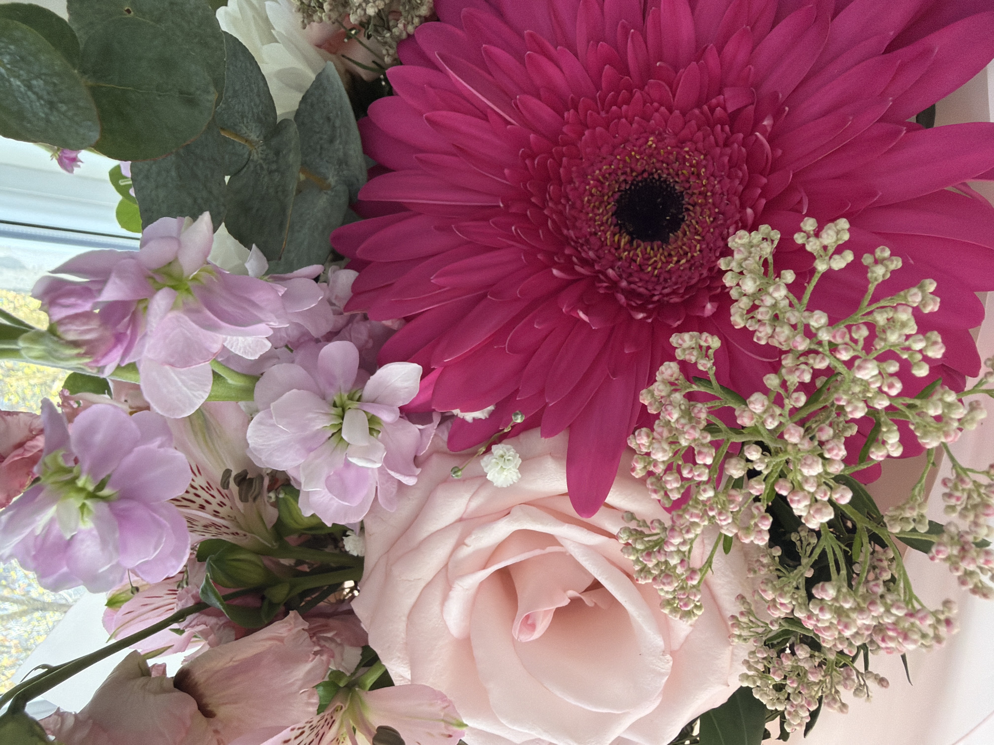 A vibrant and meticulously arranged flower bouquet is captured in a close-up, top-down shot. The central and most prominent flower is a large, fuchsia-pink gerbera daisy, showcasing numerous delicate petals radiating from a dark, almost black, speckled center with yellow stamens.
Surrounding the gerbera are an assortment of other blossoms and foliage. A soft, light pink rose with tightly wound petals is visible in the lower right, exuding a gentle elegance. Clusters of pale lavender or light pink stock flowers (Matthiola) are arranged in the upper left and middle-left, characterized by their ruffled petals. Further light pink alstroemeria flowers, with their distinctive speckled patterns on some petals, are interspersed throughout the arrangement.
Adding texture and contrast are sprigs of small, cream-colored or pale green filler flowers, possibly waxflower or similar, which appear as delicate clusters of buds and tiny blooms. Green eucalyptus leaves with their characteristic rounded shape and dusty green hue provide a backdrop and depth to the left side of the bouquet.
The scene appears to be indoors, with natural daylight illuminating the flowers, suggesting it is daytime. A window frame is faintly visible in the upper left background, behind which some blurred yellowish-green foliage can be discerned, indicating an outdoor view. The image focuses entirely on the floral arrangement, with no human subjects or activity depicted. There is no visible text within the image. This beautiful bouquet is located in Riga, Latvia.