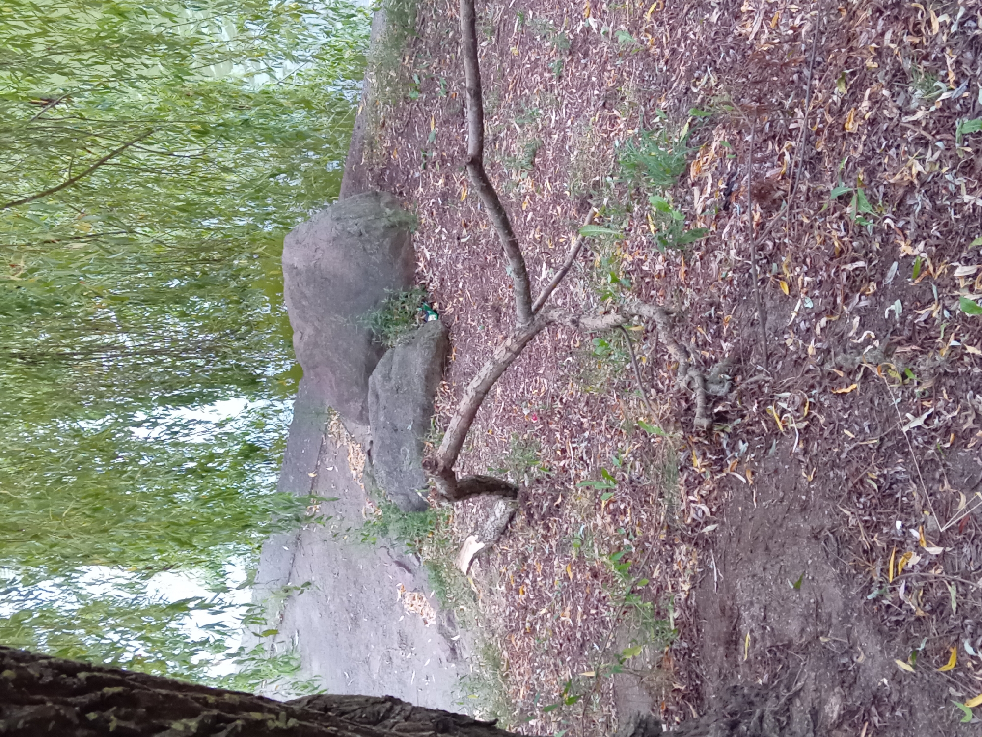 The image depicts a natural outdoor scene likely in a park or near a body of water. In the foreground, the ground is covered with fallen leaves and small branches. A prominent, gnarled branch lies across the middle ground, appearing to have broken off from a tree. In the background, two large rocks are visible, with a body of water and weeping willow branches forming the backdrop. The overall setting suggests a serene, natural environment, possibly within a larger urban park in Minsk, Belarus, given the context of the prompt. There are no people or clear signs of human activity beyond what could be inferred as a path or cleared area near the water's edge. The lighting suggests it is daytime, with natural light filtering through the leaves.