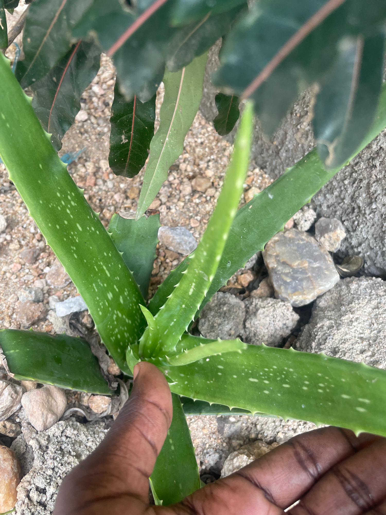 The image shows a close-up view of an aloe vera plant with green, succulent leaves. The leaves are speckled with white dots and have serrated edges. A person's hand, with dark skin, is gently touching one of the leaves. The background consists of dry, sandy soil mixed with small pebbles and rocks, with some broader green leaves of another plant visible at the top of the frame. The scene appears to be outdoors, possibly in a garden or natural setting. There is no specific information within the image to indicate the location in Kotchia, Nigeria, beyond it being a plausible environment.