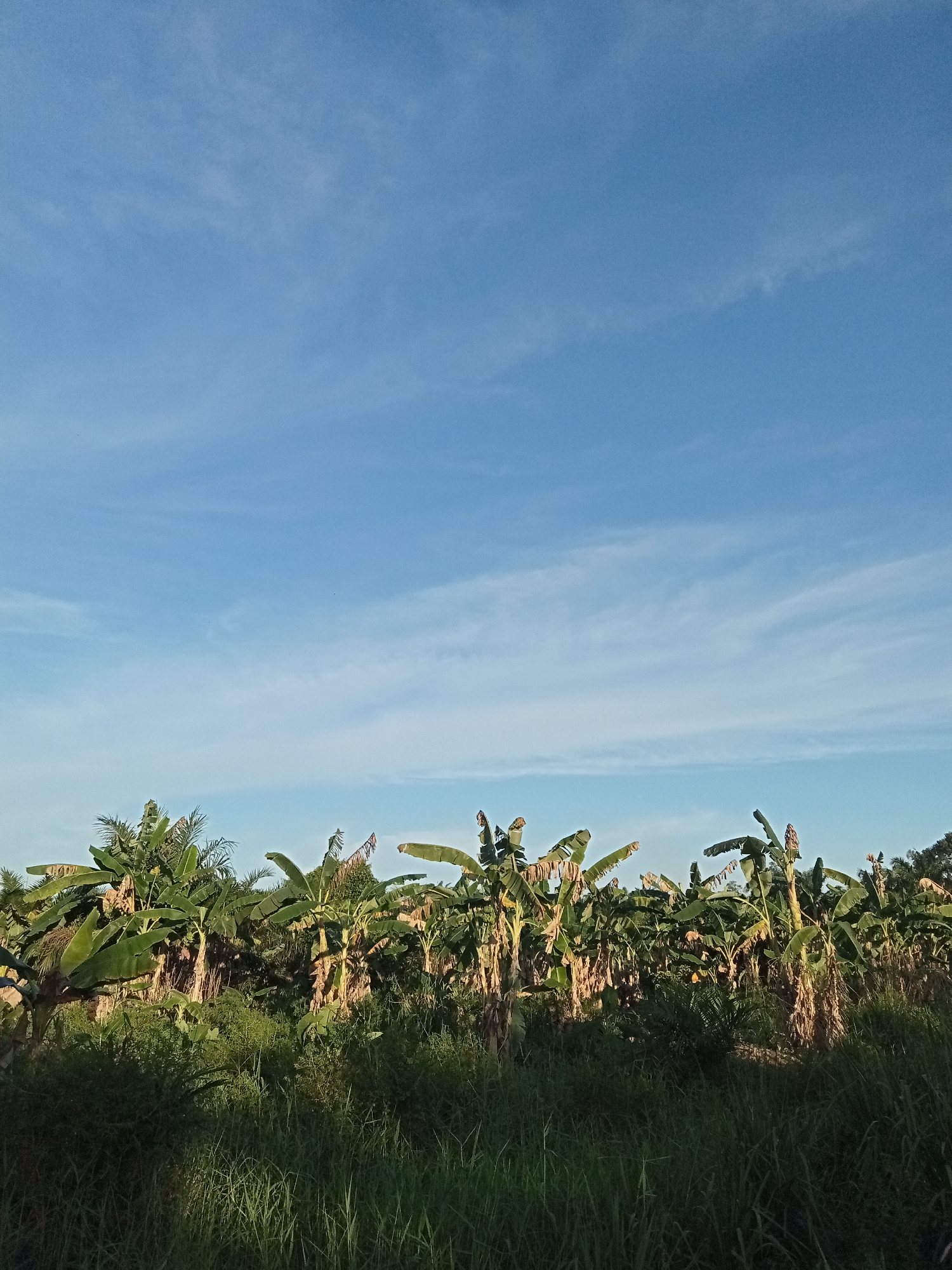 A wide shot captures a lush banana plantation under a clear, blue sky with wispy white clouds. The foreground is dominated by tall, green grass, with some areas appearing darker due to shadow. Behind the grass, numerous banana trees with large, green leaves fill the middle ground. Some of the banana trees show signs of age, with dry, fibrous trunks and browning leaves. The background consists of more dense foliage and trees, suggesting a rural or agricultural setting. The lighting indicates it is likely daytime, with the sun casting shadows on the grass. The scene is peaceful and natural, depicting an agricultural landscape. The location is Teluk Kenidai, Indonesia.