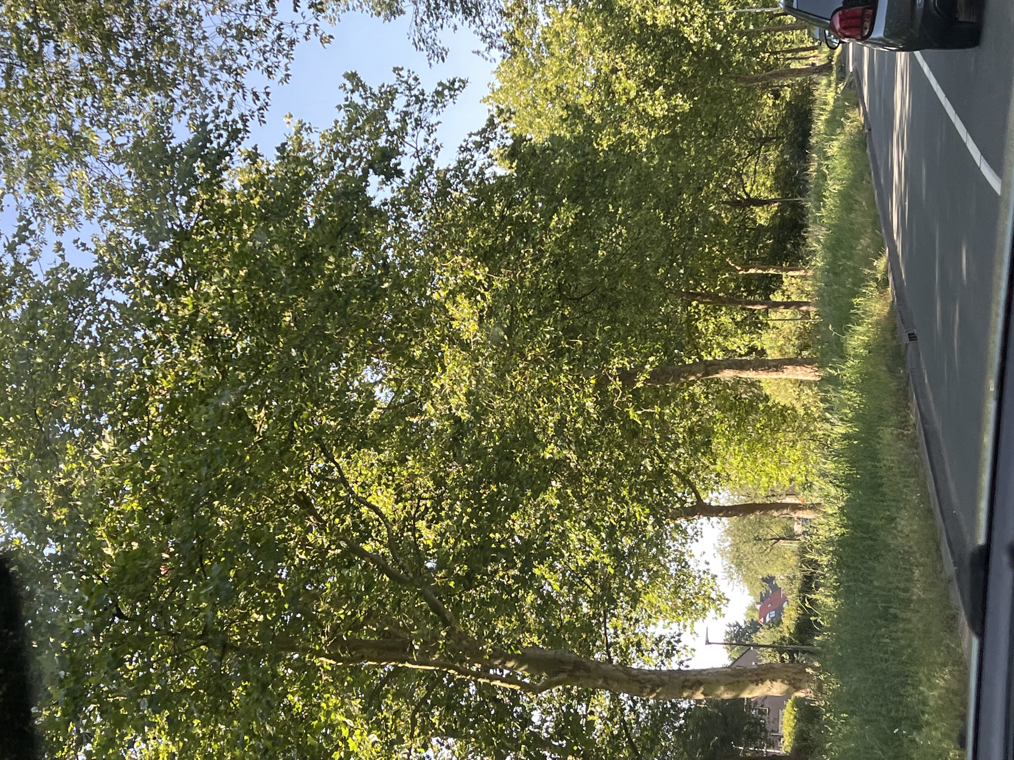 A street is lined with mature trees casting dappled sunlight on a road. The trees have large, green leaves and thick, textured bark. A car is parked on the right side of the road. The road surface is asphalt with a white line marking the edge. Tall green grass and vegetation grow along the side of the road, and in the background, houses with red roofs are visible, suggesting a suburban or residential area. The sky is clear and blue.