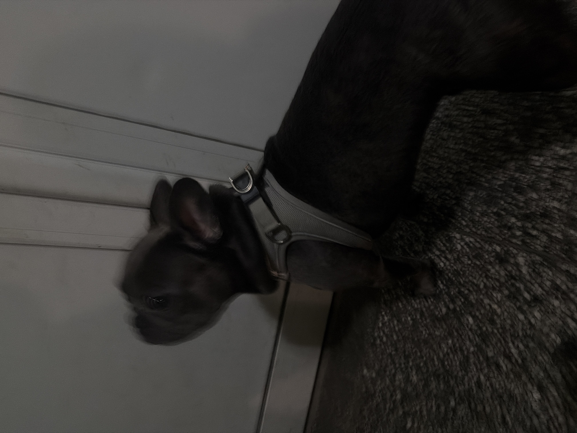 A dark-colored dog, possibly a French Bulldog, is shown from the side, looking up and to the left. The dog is wearing a gray harness with a silver D-ring. The background consists of a textured dark floor and a light-colored wall with vertical lines. The image is blurred due to motion. The location is identified as Ruse, Bulgaria.