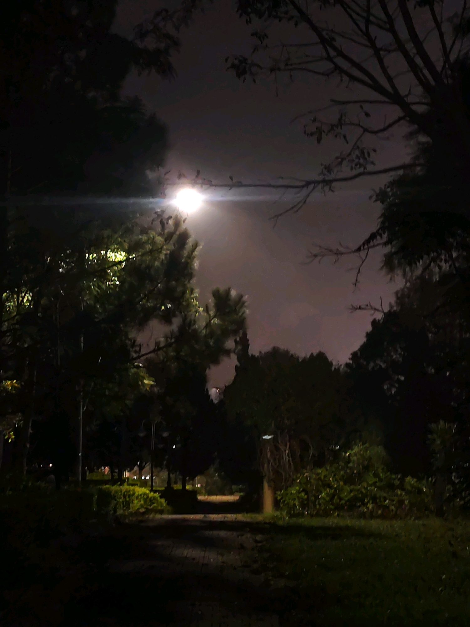 A nighttime photograph captures a dimly lit park scene, possibly in Da Lat, Vietnam, as indicated by the request. A bright, diffused light source, likely the moon obscured by clouds or a strong artificial light, dominates the upper-central area, casting a luminous glow through the mist or haze. Silhouetted trees with dark foliage and bare branches frame the scene. A paved pathway, partially illuminated by ambient light, leads into the distance through the park. On either side of the pathway, dense vegetation and bushes are visible, with some areas appearing greener and more distinct than others. The overall atmosphere is serene and mysterious, with limited visibility due to the low light conditions. No people or specific objects indicative of a particular location within Da Lat are clearly identifiable, beyond the general characteristics of a park at night.