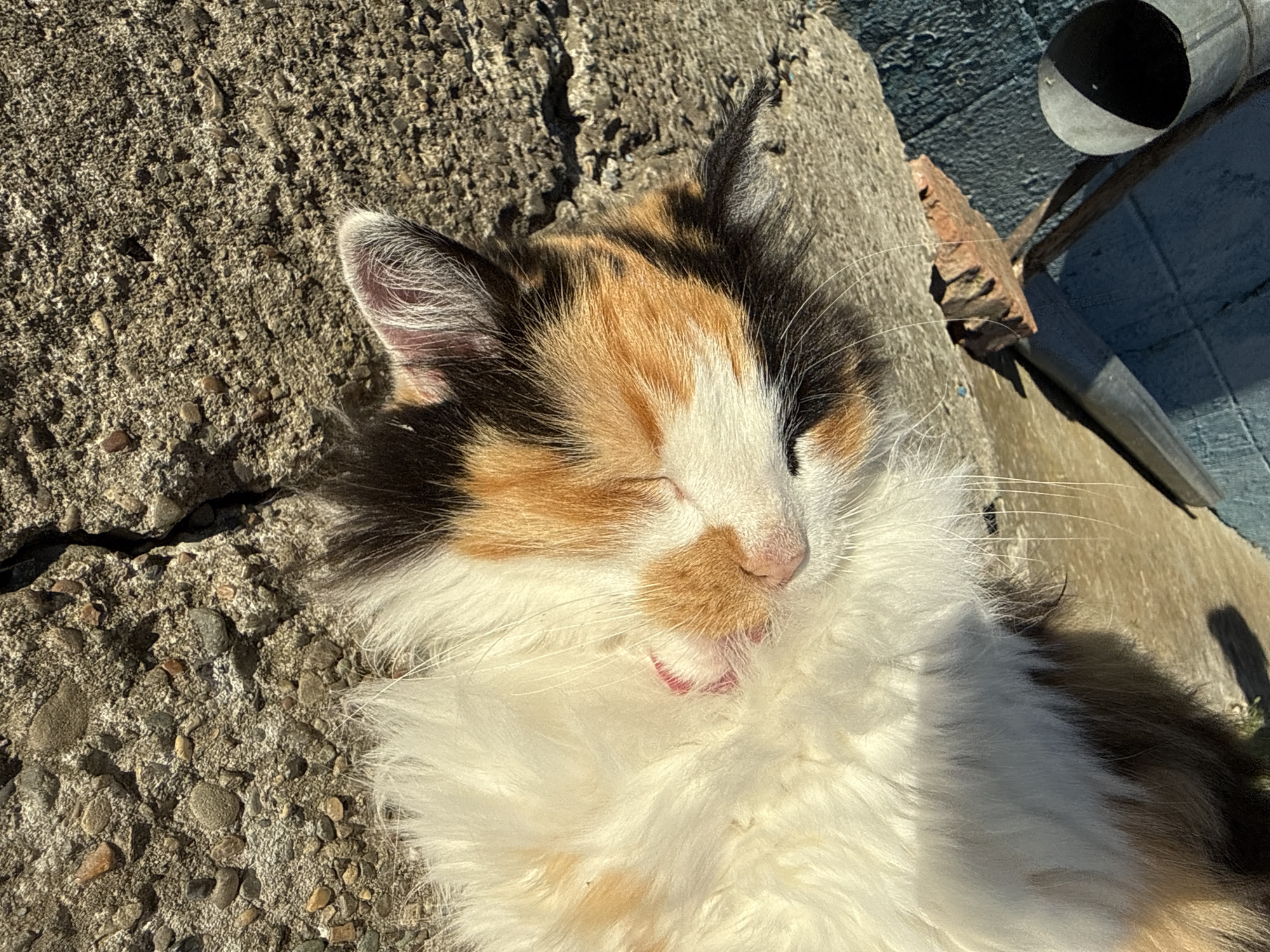 An overhead shot of a calico cat sleeping on a rough, concrete surface. The cat is positioned on its back, with its fluffy white belly facing upward and its head turned slightly to the left. Its face features patches of orange and black fur around its eyes and ears. The cat's mouth is slightly open, revealing a pink tongue and part of its teeth. The concrete surface shows cracks and is littered with small pebbles. In the background, a blue, textured wall is visible, along with a metallic pipe and a rusty metal object. The lighting suggests it is daytime, with shadows cast by the objects in the scene.