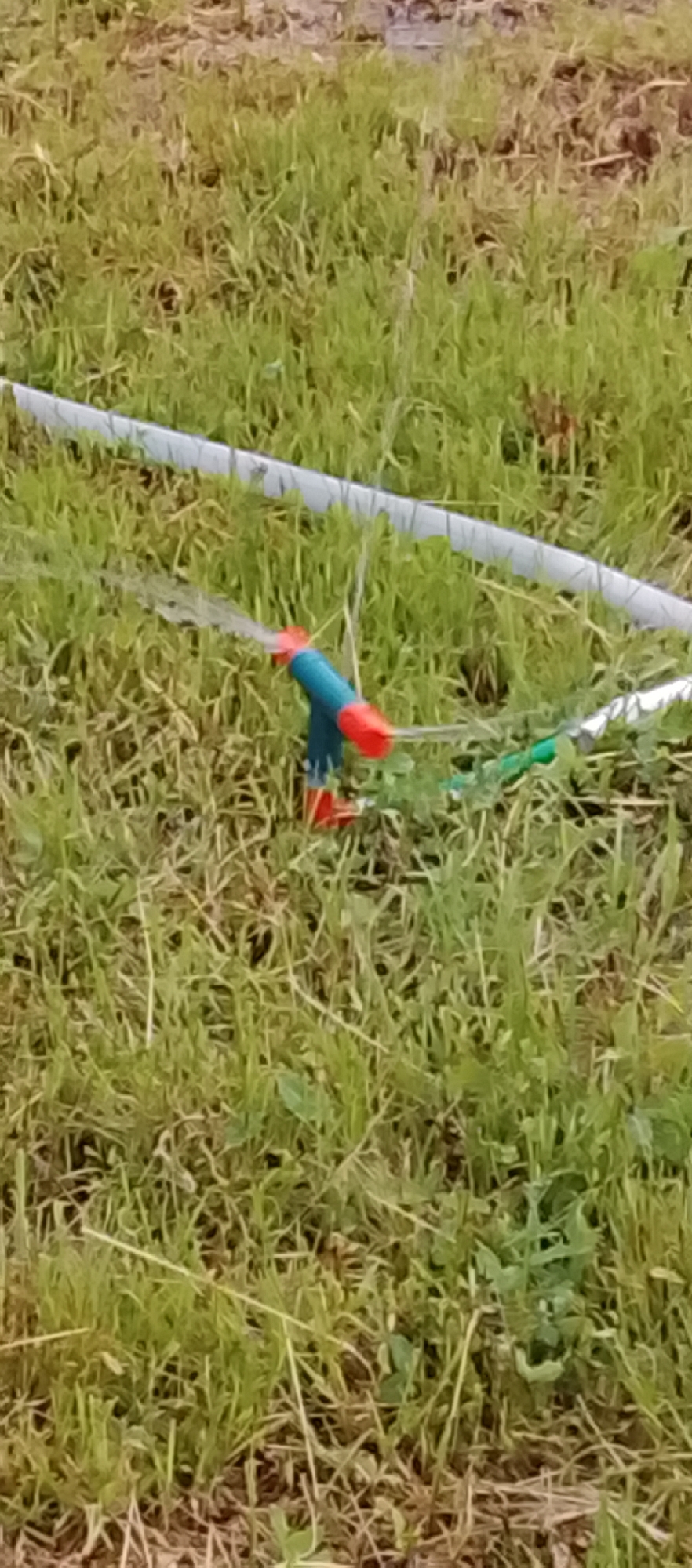 The image shows a close-up of a sprinkler in a grassy area. The sprinkler is blue and red, and it is spraying water. A white hose is visible running across the grass in the background. The grass is green and appears to be somewhat dry in patches. There is no discernible background that would indicate a specific city or location.