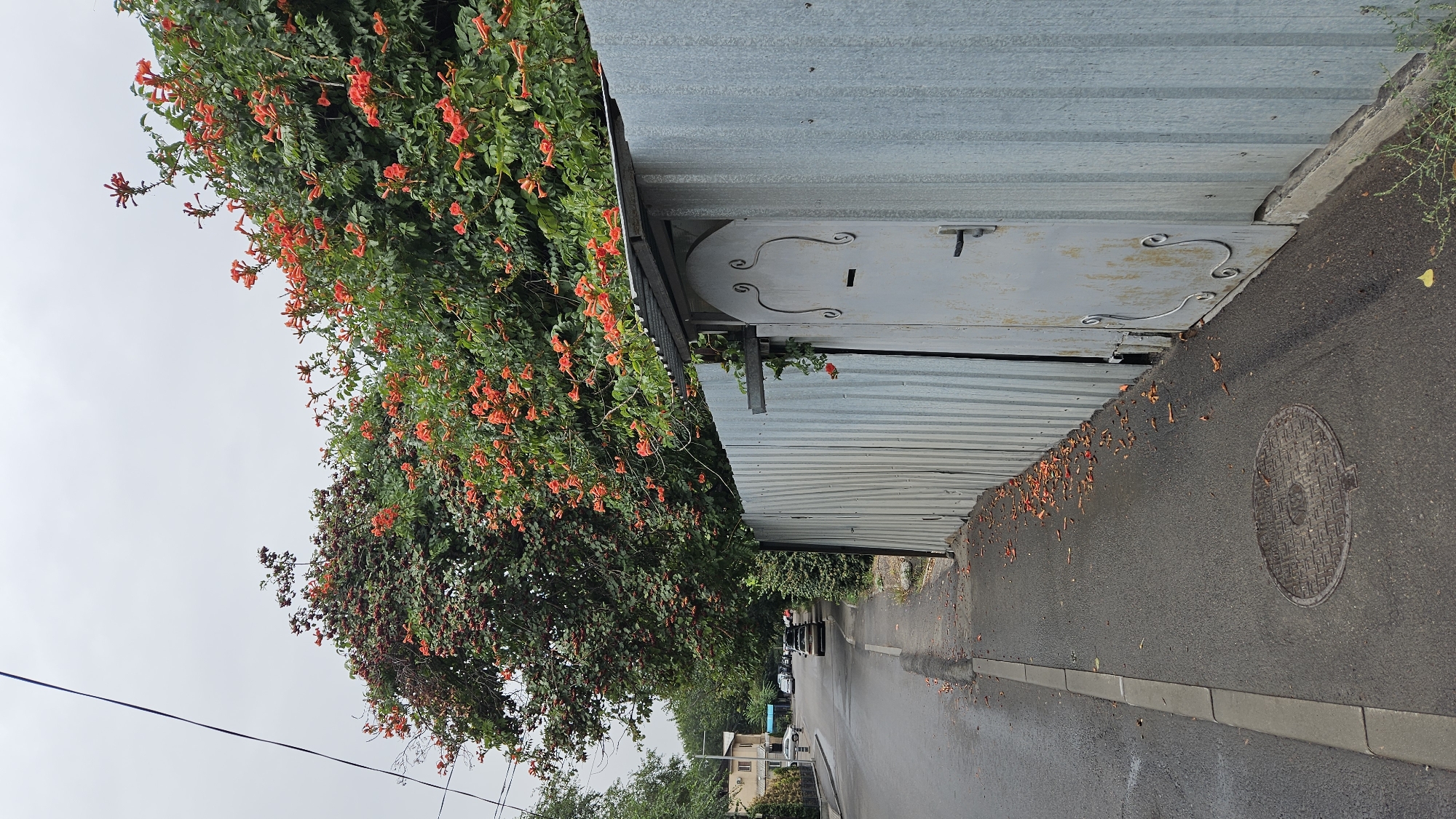 The image depicts a street scene in Almaty, Kazakhstan. A wet asphalt road with a sidewalk runs along the left side of the frame. Fallen orange flowers are scattered on the sidewalk and road. A manhole cover is visible on the sidewalk. A corrugated metal fence runs along the right side of the street, featuring a light grey metal door with a black handle and decorative scrollwork. Above the fence, a dense green vine with numerous bright orange trumpet-shaped flowers is in bloom, cascading down. On the left side of the street, buildings and parked cars can be seen in the background. The sky is overcast.