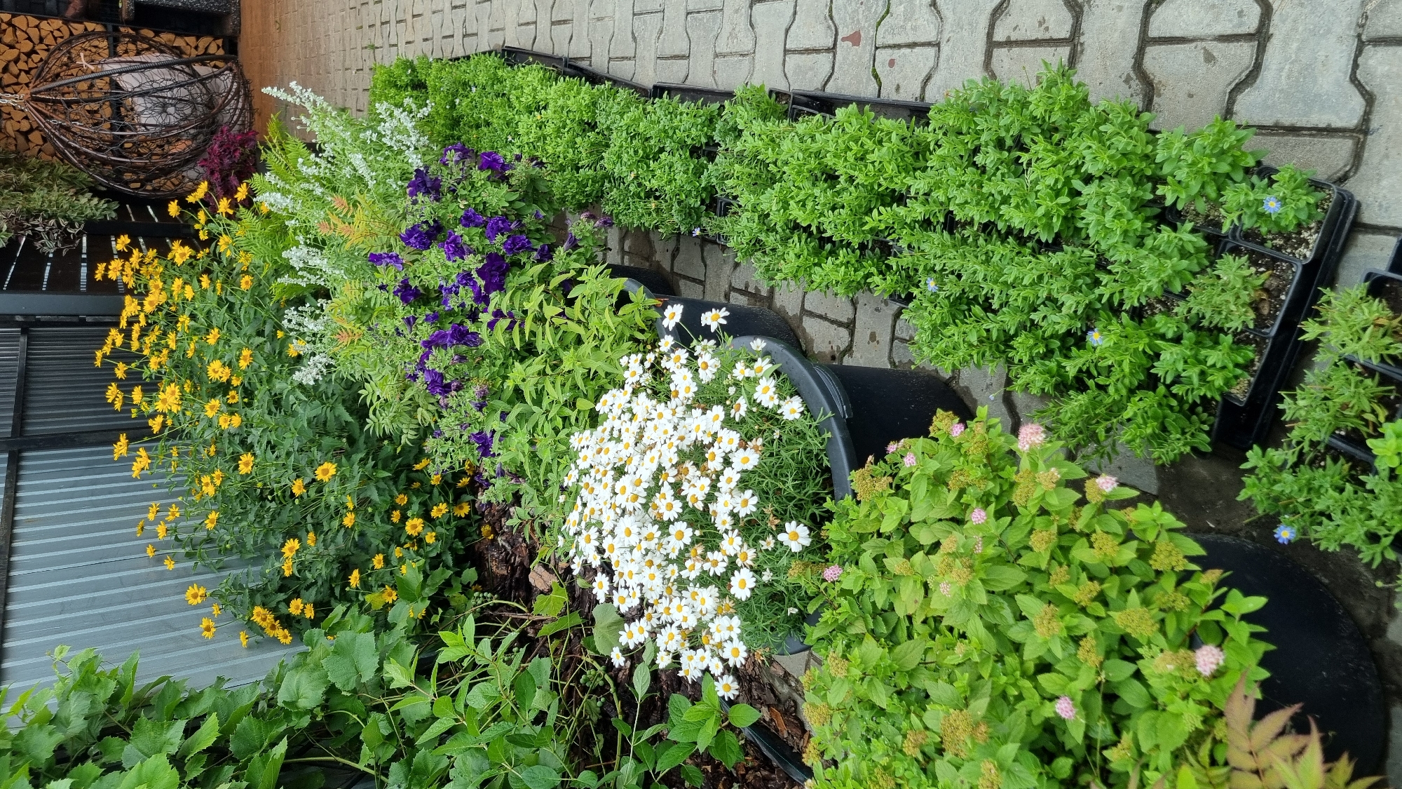 The image displays a curated collection of potted plants arranged along a paved walkway. The plants vary in type and color, creating a vibrant tapestry of greens, yellows, purples, and whites. Prominently featured are clusters of bright yellow flowers, possibly marigolds or similar daisy-like blooms, interspersed with deep purple petunias and delicate white flowers. Lush green foliage forms the backdrop for these colorful blossoms. Several large black planters are strategically placed, overflowing with plants. In the background, rows of smaller plants in black nursery trays are neatly lined up on the paved surface. The overall scene suggests a garden center or a well-maintained outdoor display area. The paved walkway appears to be made of interlocking concrete blocks, and to the left, a corrugated metal structure, possibly a wall or roof, is visible. A decorative wire basket filled with firewood is also present in the upper left corner of the image, adding a rustic element to the scene. The lighting suggests it is daytime, possibly overcast given the even illumination and lack of strong shadows, though this cannot be definitively determined. The image is taken from a high angle, looking down on the arrangement of plants. There is no visible text in the image.