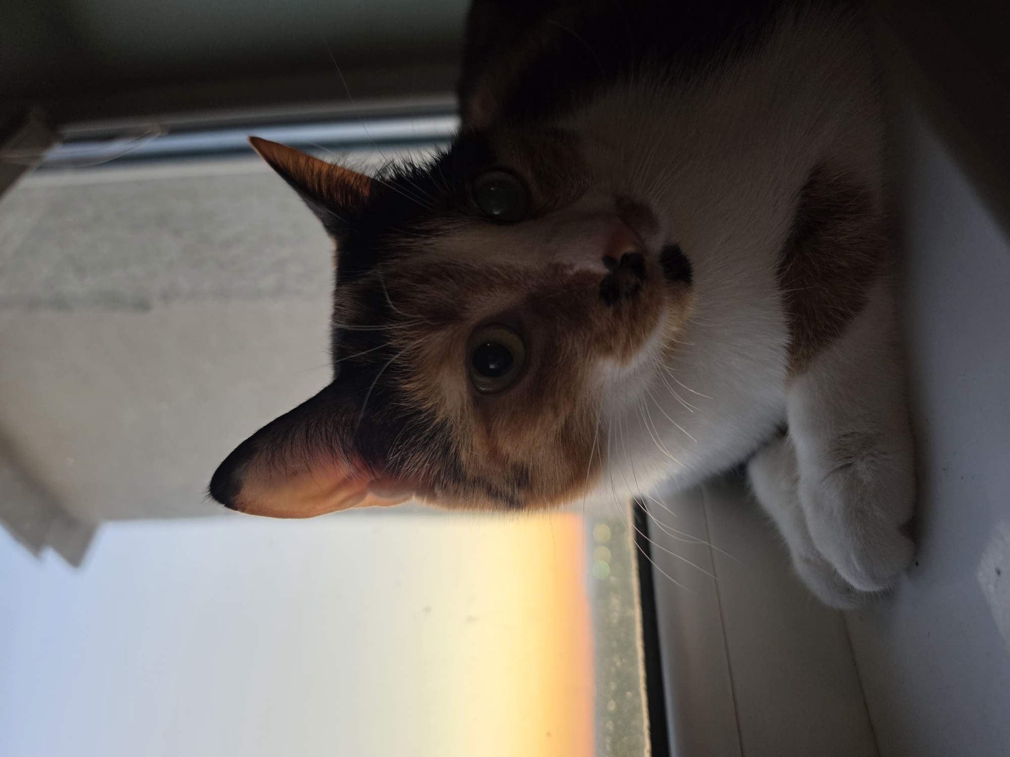 A calico cat with white paws rests on a windowsill, looking towards the viewer. The cat has orange, black, and white fur, with distinctive black spots on its nose. The background shows a blurry cityscape at sunset, with the sky transitioning from pale blue to orange. A building facade is visible to the right of the cat. The lighting suggests the scene takes place indoors, with the cat silhouetted against the soft evening light.