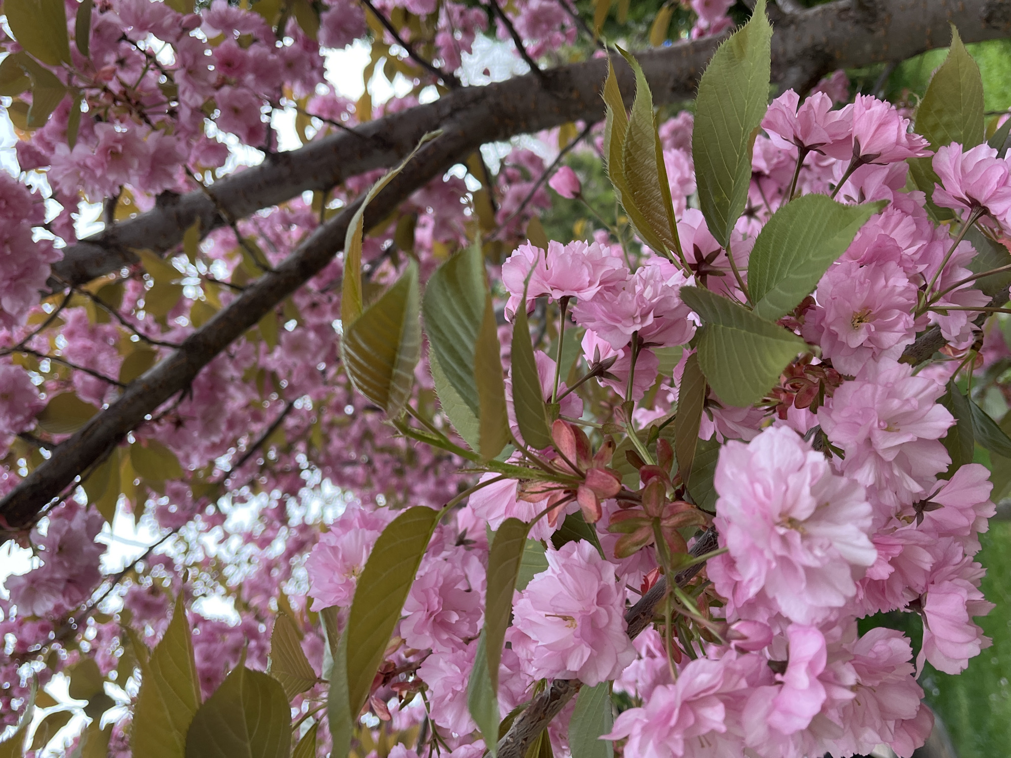 The image shows a close-up view of pink cherry blossoms in bloom. Leaves are intermixed with the flowers. A tree branch is visible behind the blossoms. The location is Kislovodsk, Russia.