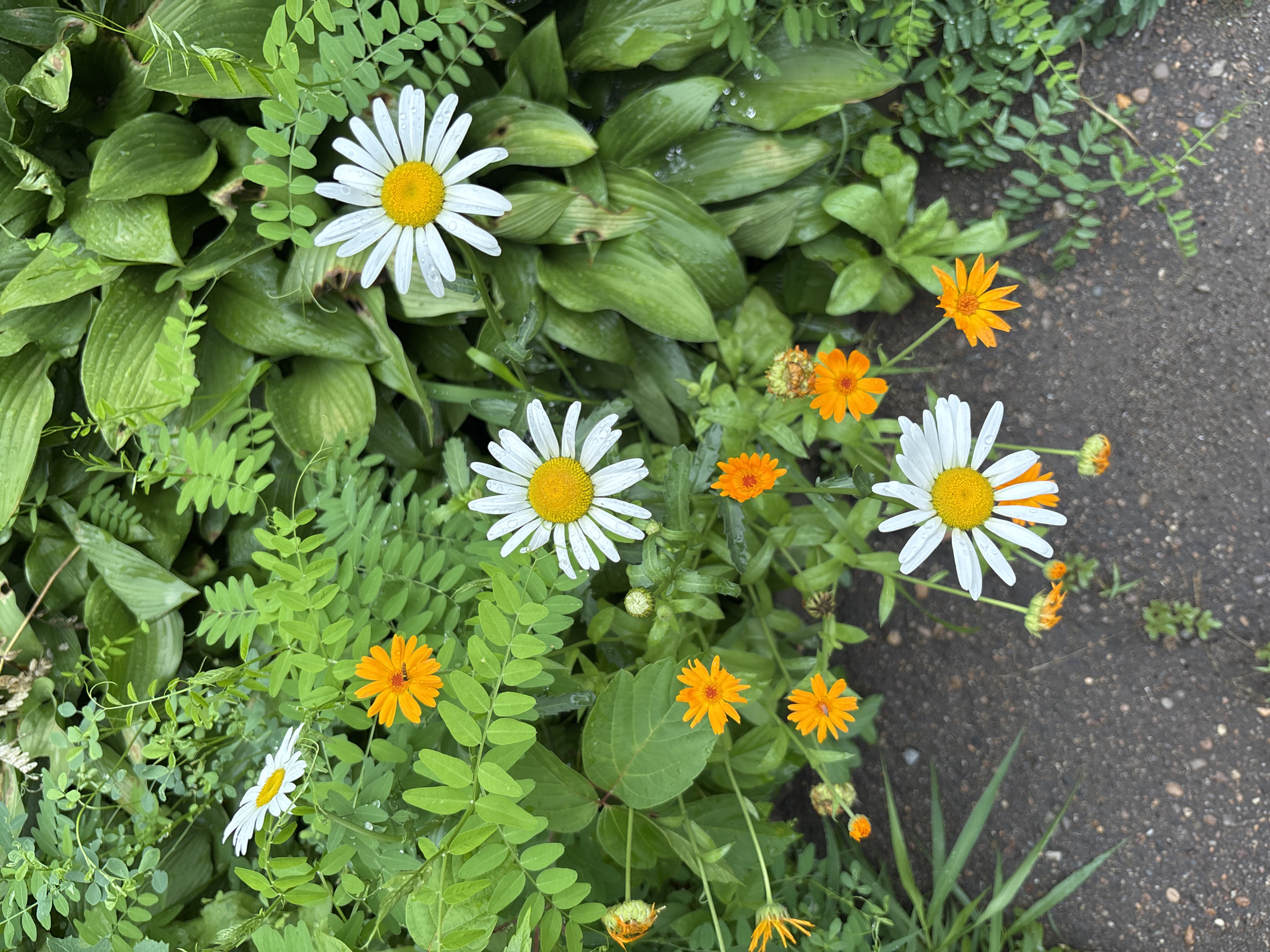 The image depicts a patch of ground covered with asphalt, bordering a vibrant garden. The garden is abundant with various flora, including several daisy-like white flowers with yellow centers and small, bright orange flowers. Lush green foliage, consisting of large, glossy leaves and feathery ferns, dominates the background. Some of the leaves are adorned with water droplets, suggesting recent rain or dew. The flowers appear healthy and in bloom, with some showing signs of being visited by insects, such as a bee on one of the orange flowers. The overall scene conveys a sense of natural beauty juxtaposed with an urban element. This scene could be located in a park, garden, or along a pathway in the city of Blagoveshchensk, Russia.