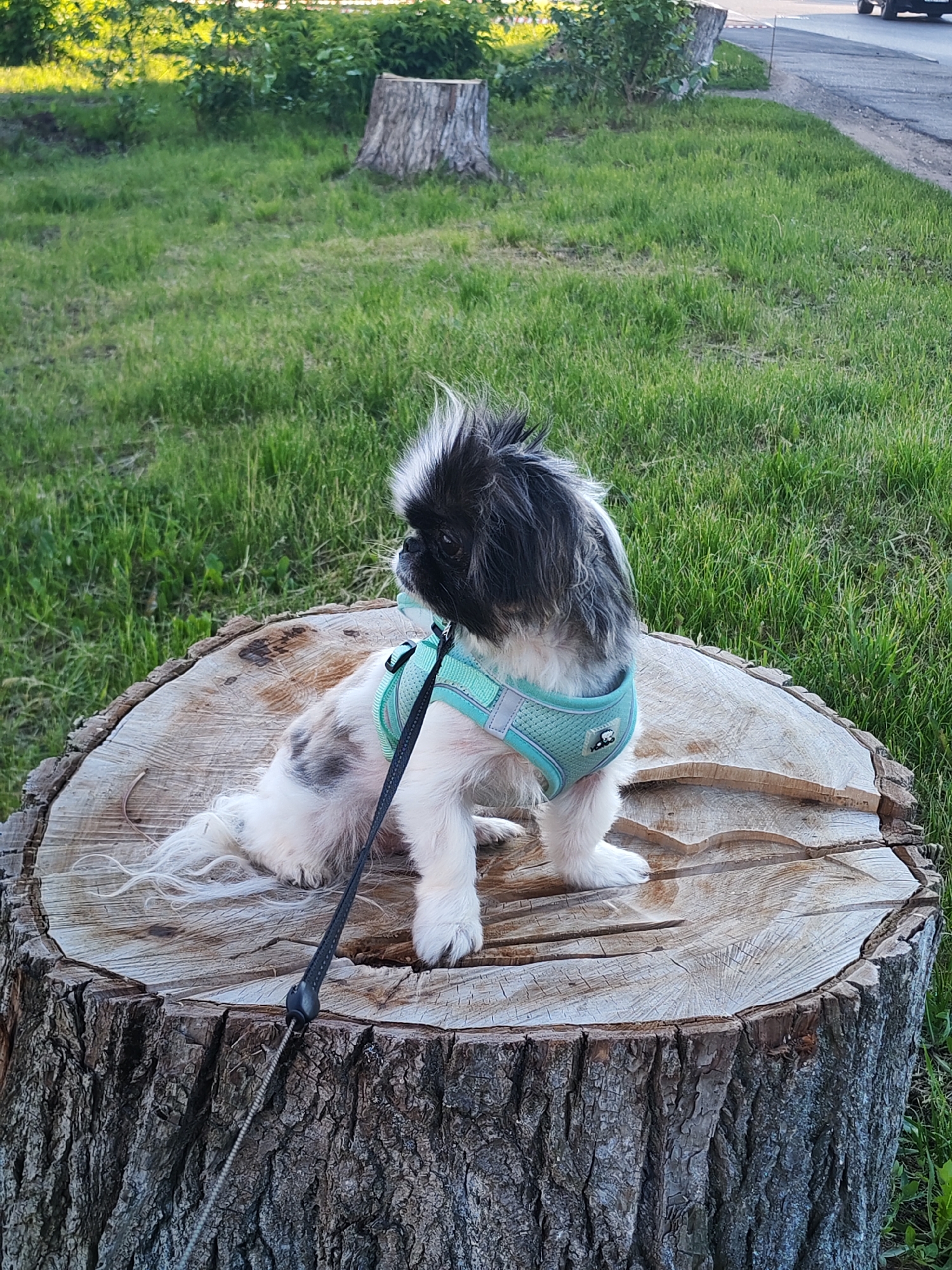 This outdoor photograph features a small, fluffy dog, likely a Pekingese or a similar breed, with distinctive black and white fur, including a spiky topknot. The dog is comfortably seated on a large, weathered tree stump, which exhibits clear concentric growth rings and rough bark texture. It wears a turquoise mesh harness with reflective elements, prominently displaying the "Red Dingo" brand name and a paw print logo, and a black leash is attached. The dog is captured in profile, looking attentively towards the right side of the frame with an alert and calm expression.
The setting is a verdant green grassy area, possibly a park or a roadside in Izhevsk, Russia. Lush grass extends across the foreground and background. In the mid-ground, another smaller tree stump and some green bushes are visible. Further in the distance, a paved road can be discerned, along with a partial view of a vehicle, suggesting the location borders a public thoroughfare.
The lighting indicates late afternoon or early evening, with warm, golden sunlight illuminating the scene from the left, casting soft highlights on the dog's fur and the surrounding grass. The weather appears clear and sunny, contributing to the serene atmosphere of the image. No other individuals are present in the photograph.