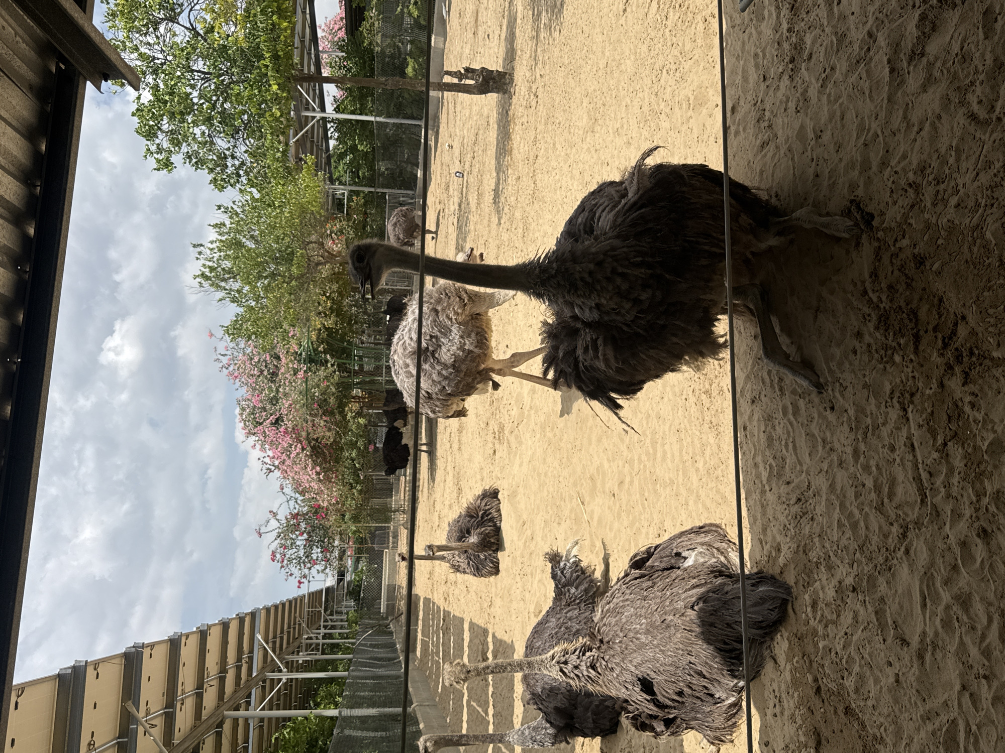 This image depicts an outdoor enclosure filled with ostriches, likely at a zoo or sanctuary. In the foreground, several ostriches are visible, with two in the immediate front resting on the sandy ground. One ostrich in the mid-ground is standing and appears to be a juvenile. Further back, other ostriches are scattered throughout the enclosure, some standing and others resting. The environment consists of a sandy floor, with some sparse vegetation and trees in the background. Overhanging structures, possibly shelters or part of a larger building with solar panels, are present in the upper portion of the frame. The sky is partly cloudy. The image is taken from behind a barrier, suggested by a horizontal line running across the mid-section of the frame. The location is identified as Phước Hải, Vietnam.
