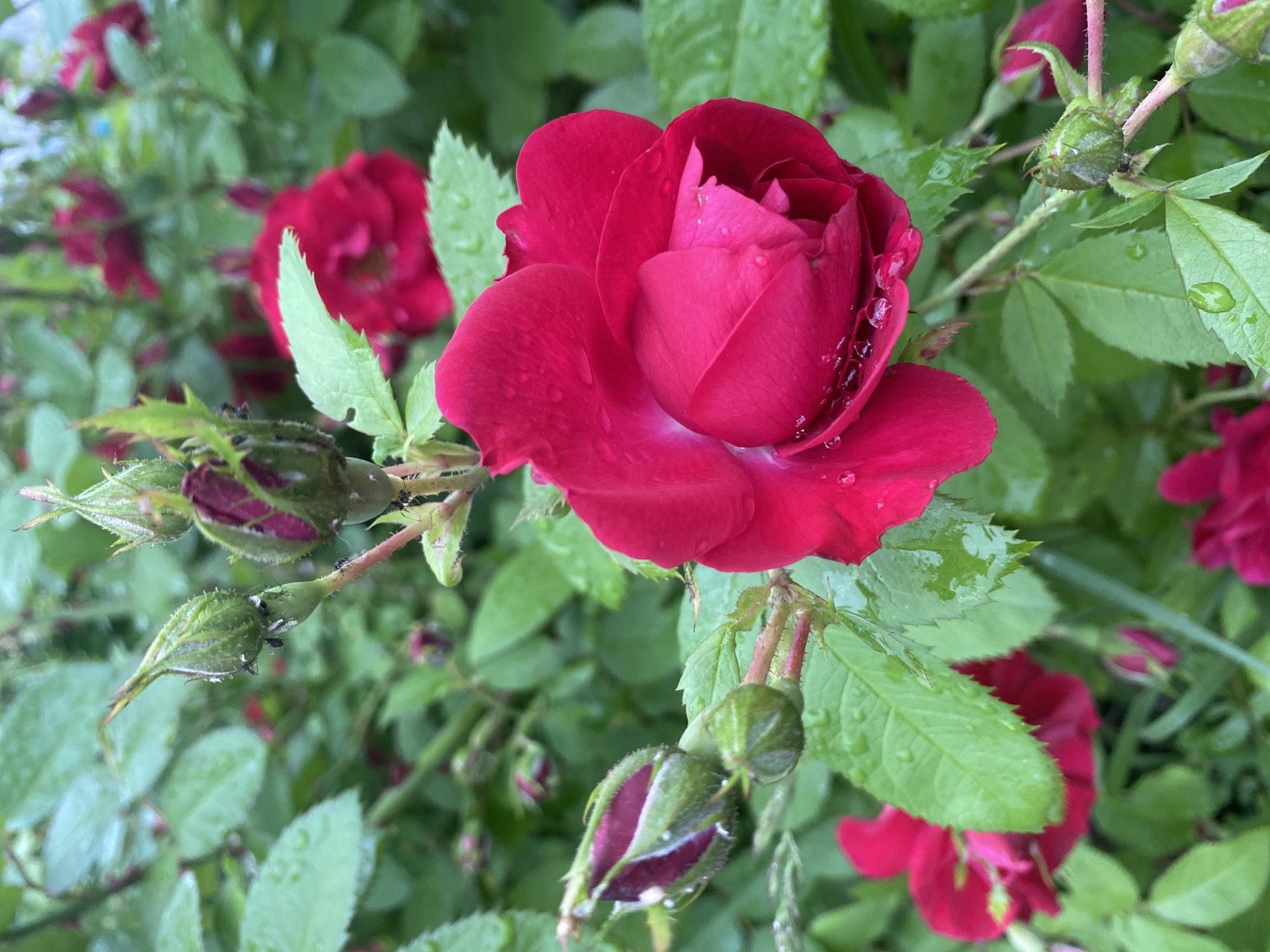 The image depicts a close-up view of red rose bushes in bloom, with several buds and fully opened flowers visible. Water droplets are present on the petals and leaves, suggesting recent rainfall. The background consists of more rose bushes and green foliage, creating a dense, natural setting. The lighting appears to be overcast, typical of a cloudy day. No people are visible in the image, and no specific location in Zelenodol'sk, Russia can be identified solely from the visual information provided. The focus is on the flora, highlighting the texture and colors of the roses after rain.