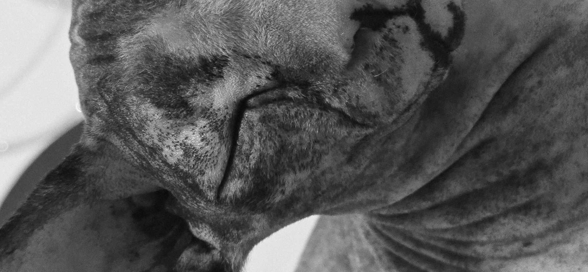 This is a close-up, black and white, vertical photograph of a sphynx cat's face. The cat's eyes are closed, and its head is tilted slightly to the left. The cat's skin is wrinkled and appears to have a tabby-like pattern of dark markings. The background is white and out of focus, suggesting a plain surface or wall. No specific location in Baku, Azerbaijan, is discernible from the image.